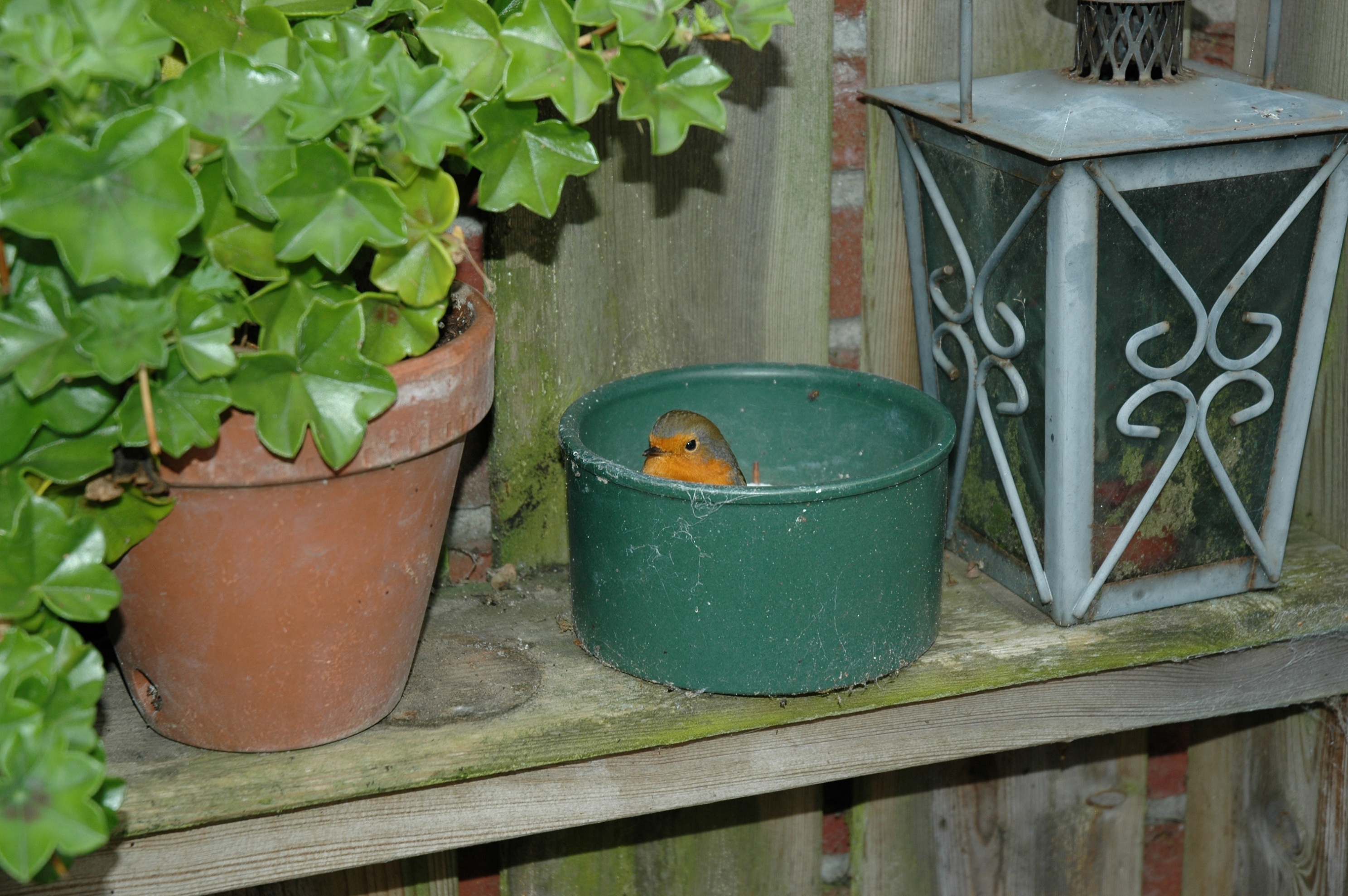 Even bijkomen roodborstje