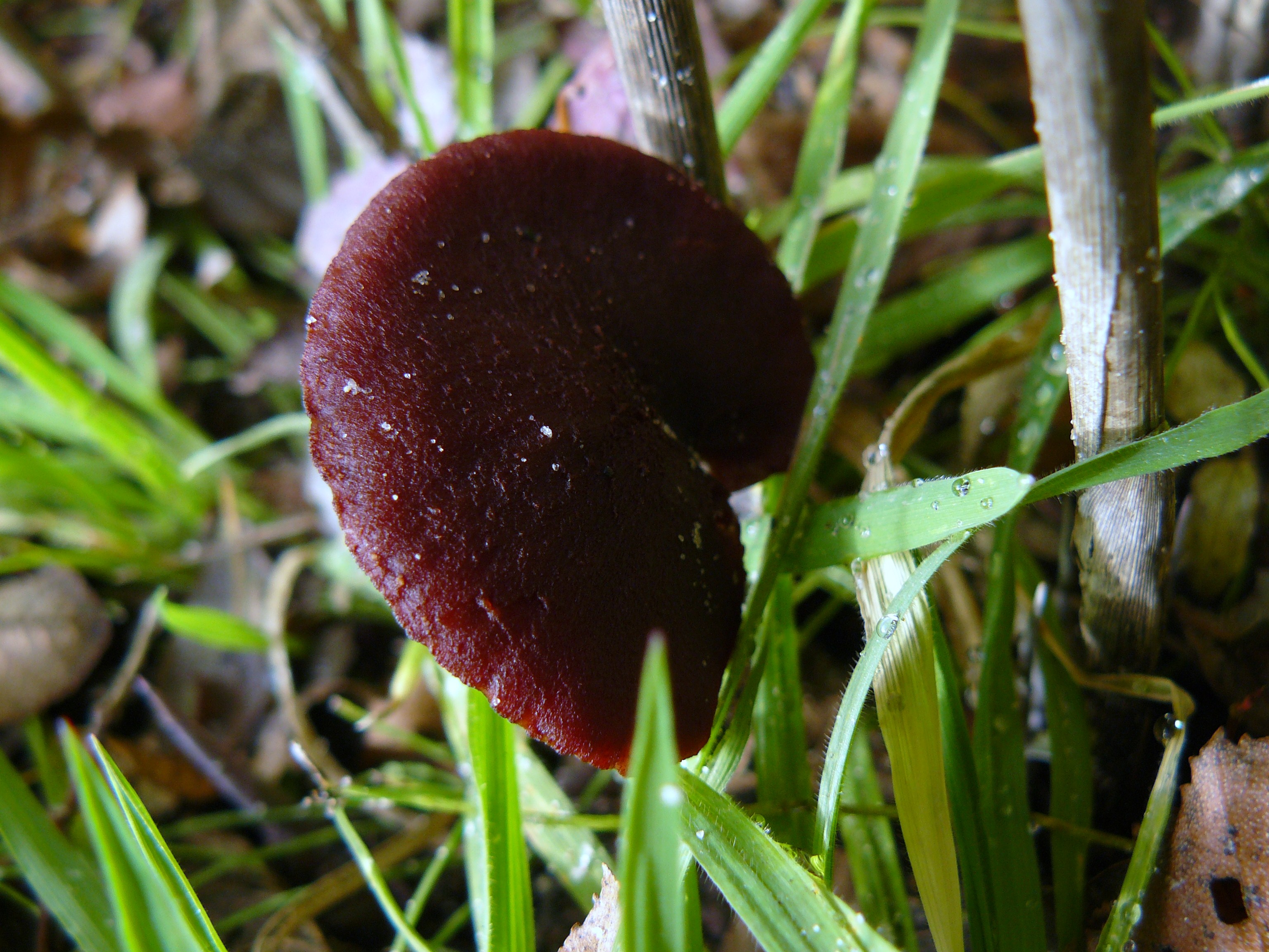 ongekende mooie kleur