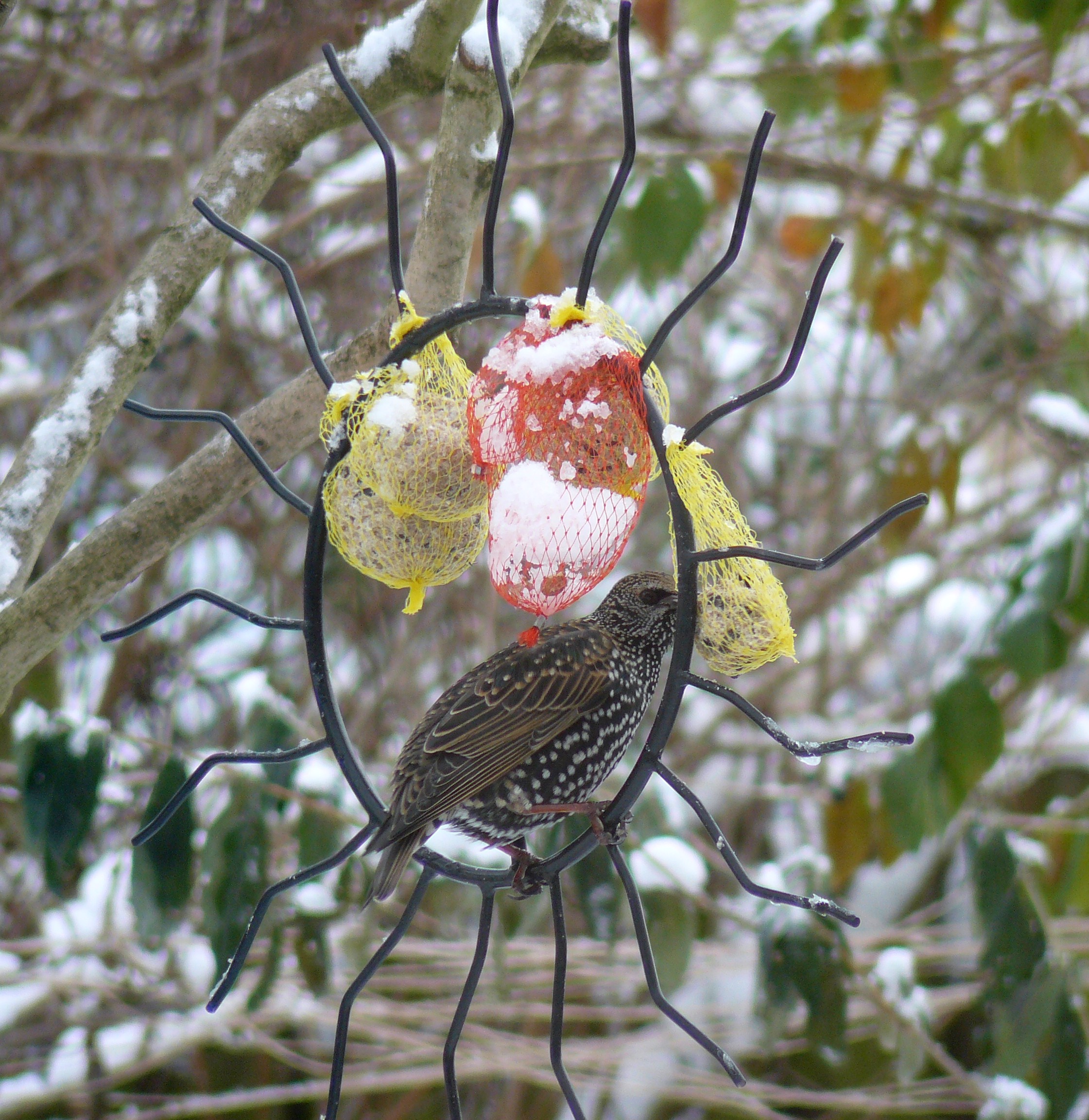 spreeuw op metalen zonnetje