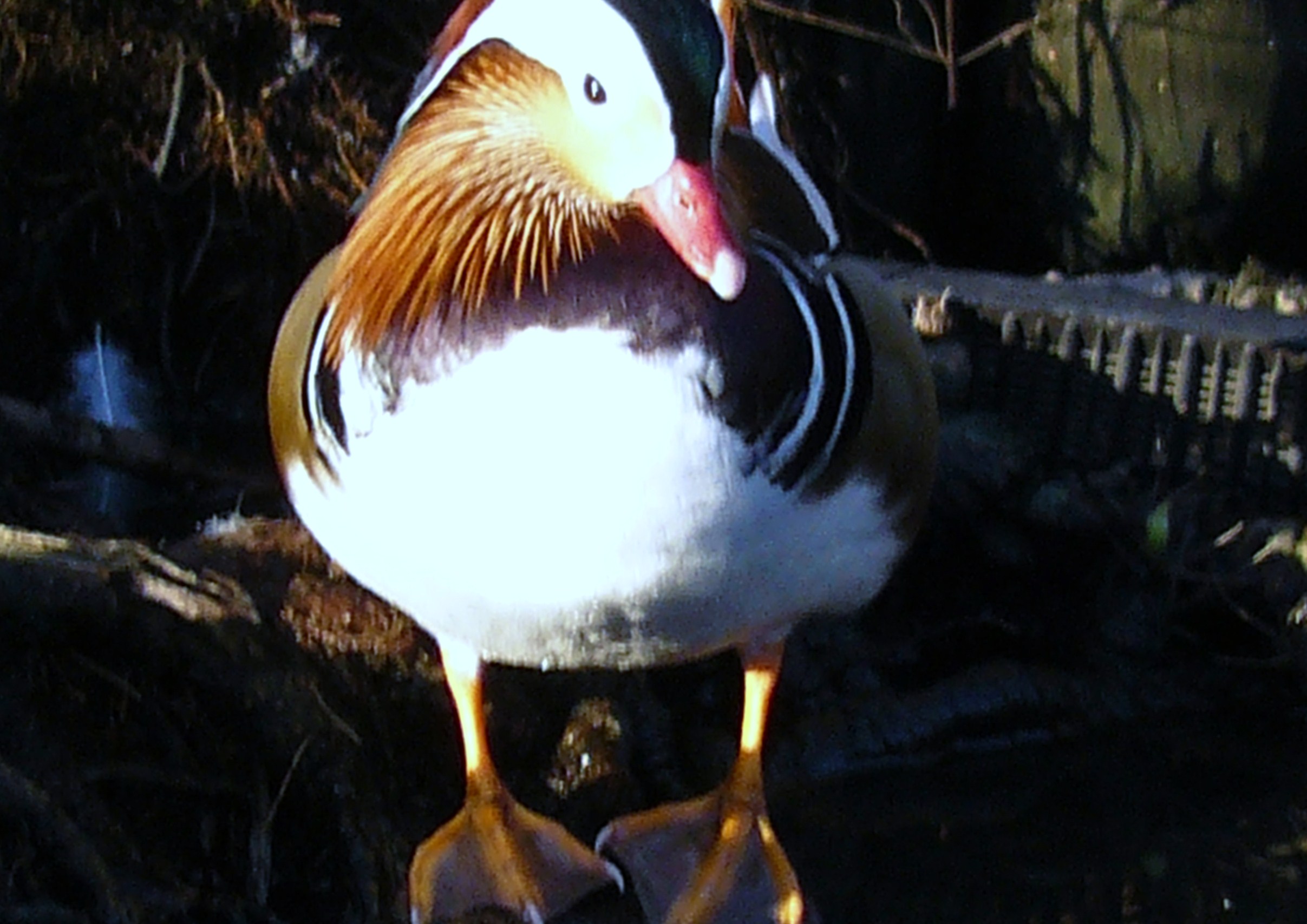 kijk mijn vliezen en nagels