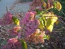 hortensia in de herfstzon