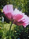 papaver