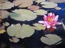 waterlelie