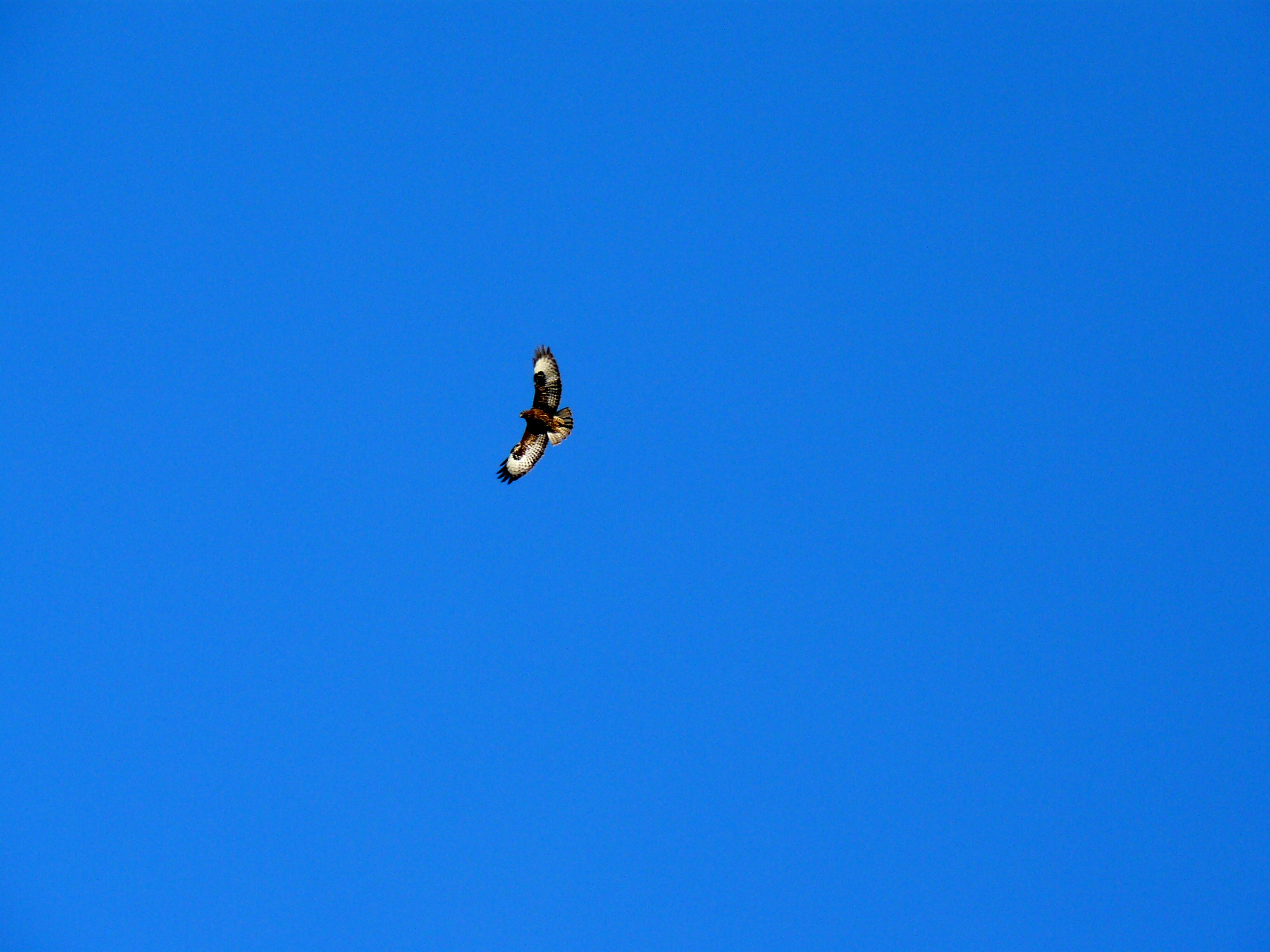 hoog in de blauwe lucht