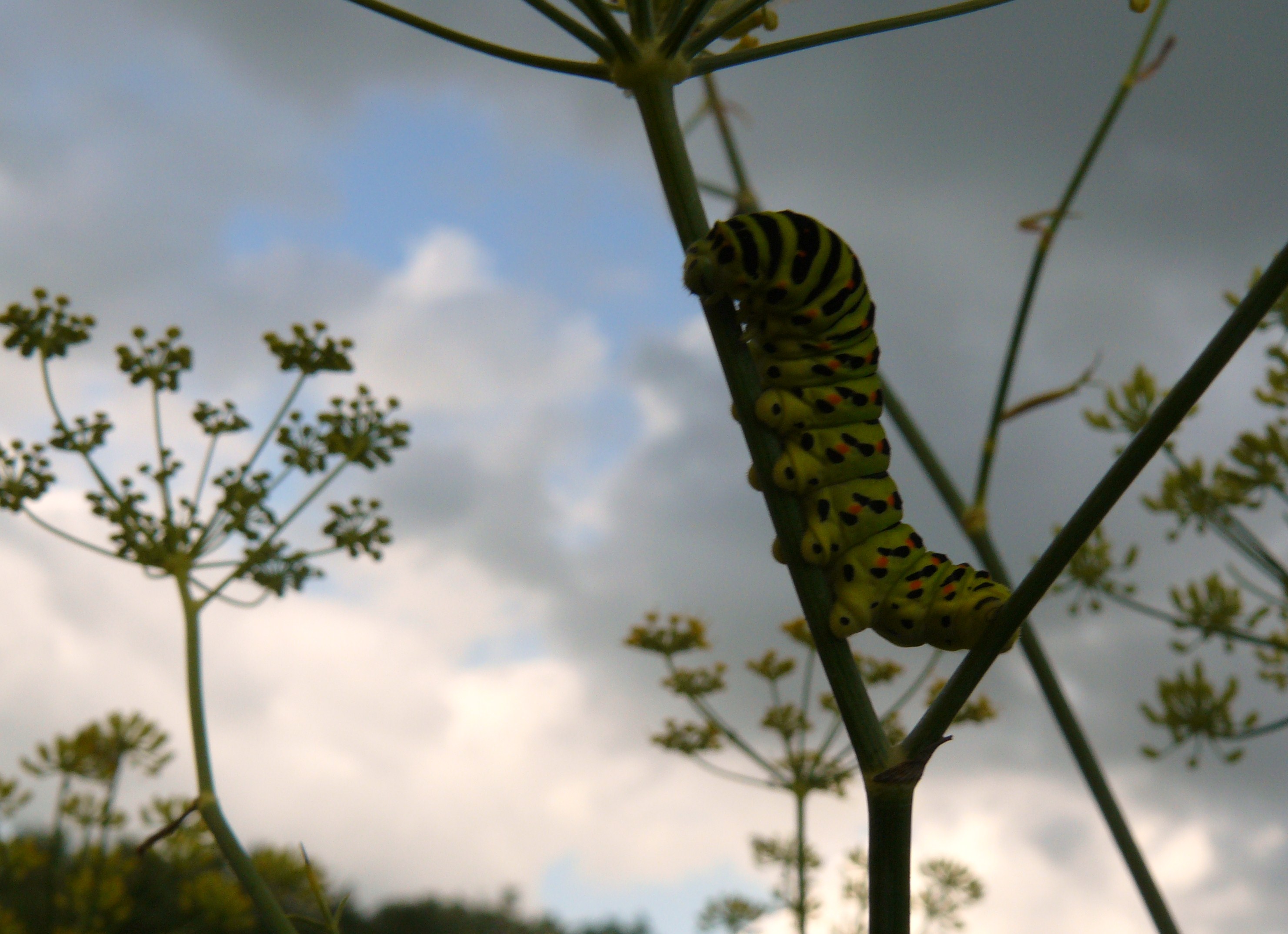 wat ga ik worden??? 5