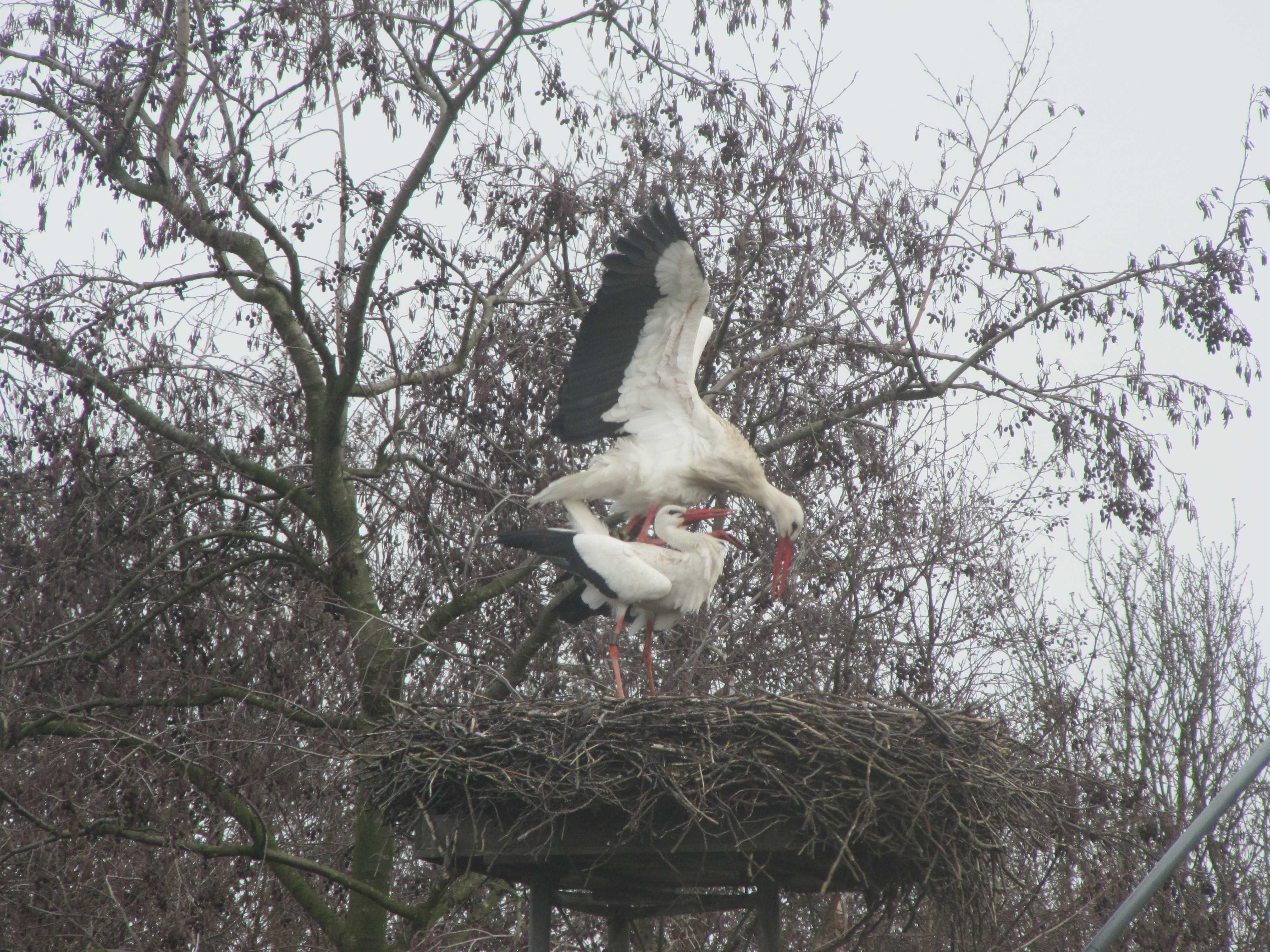 ooievaars in beweging