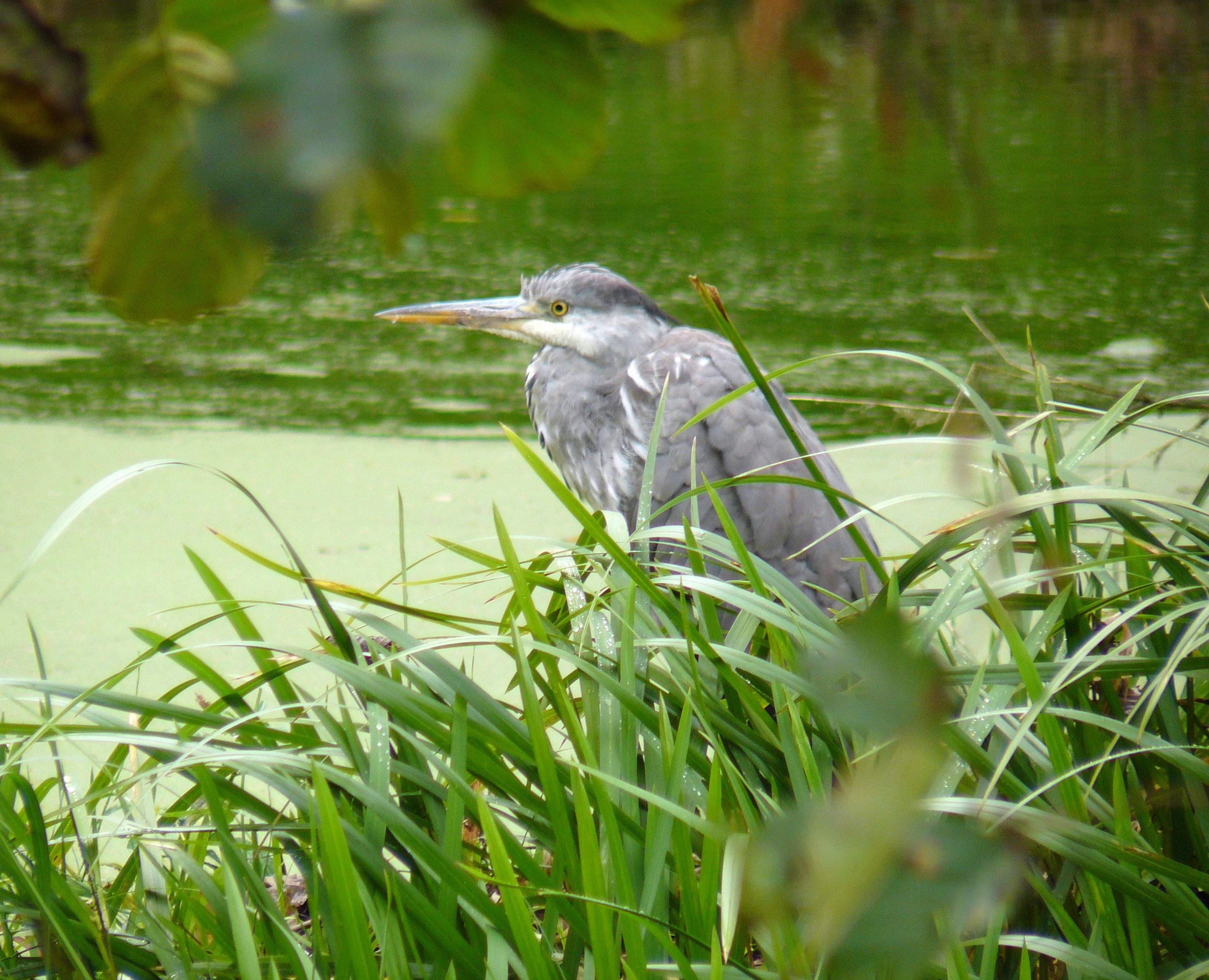 reiger tussen planten