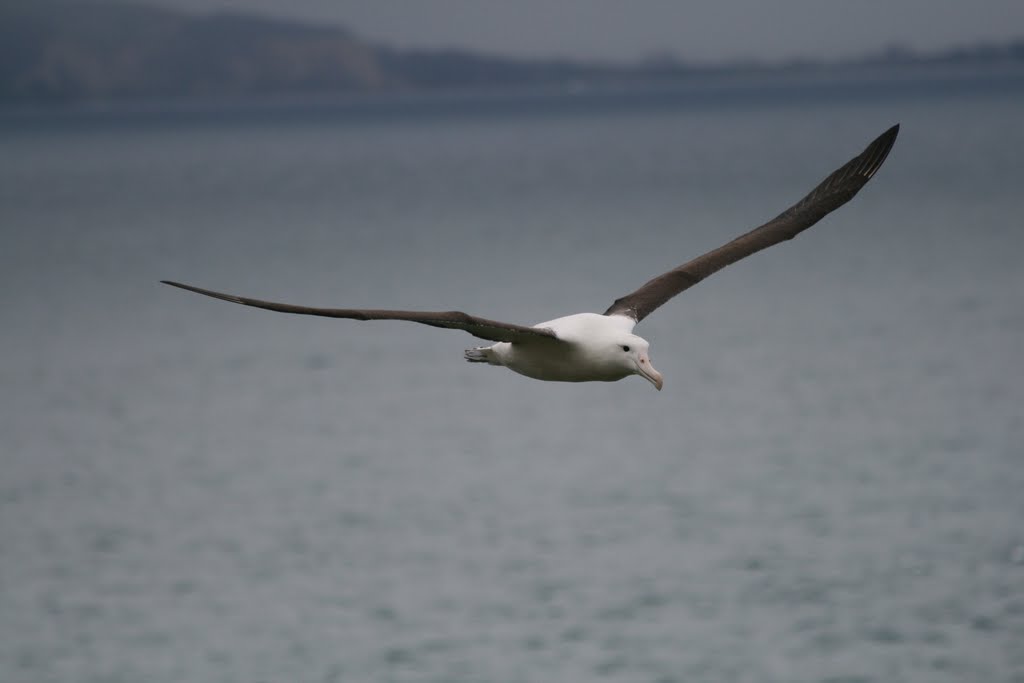 Albatros:  spanwijdt 2,5 mtr