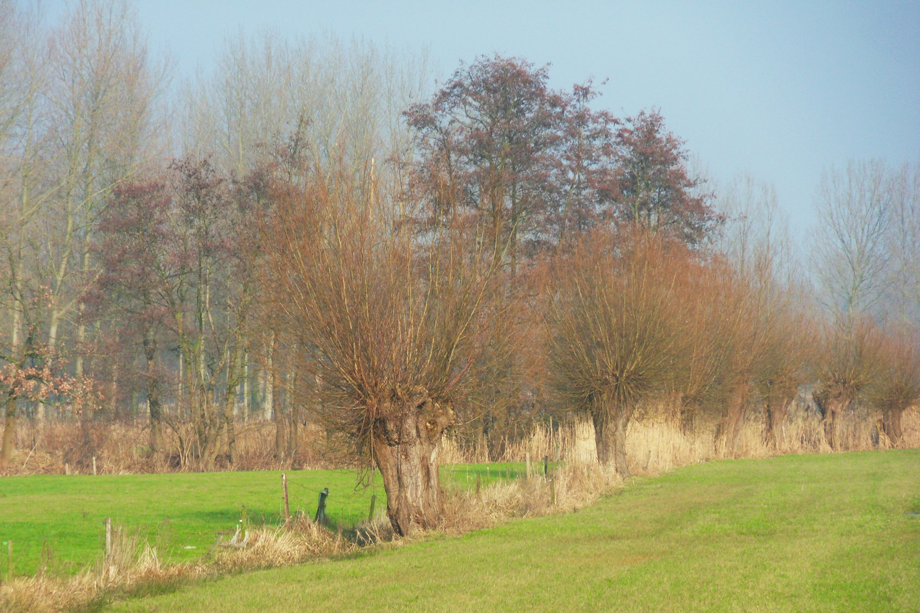 landschap
