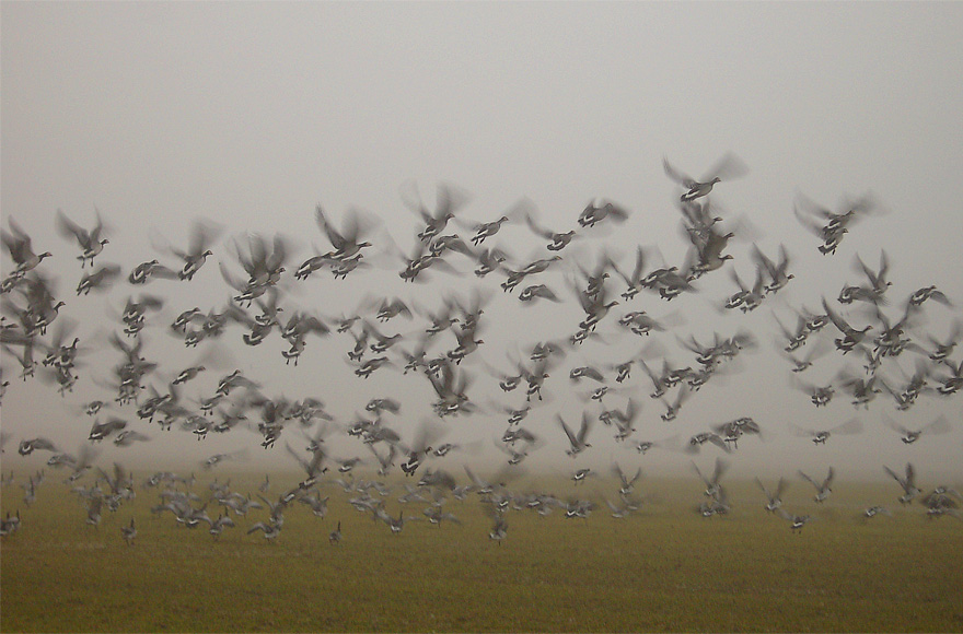 Opvliegende ganzen