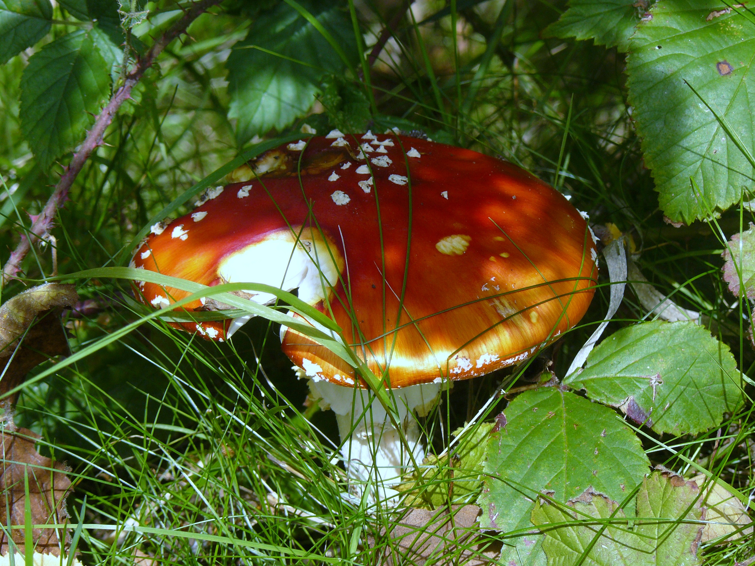 wie had er honger???