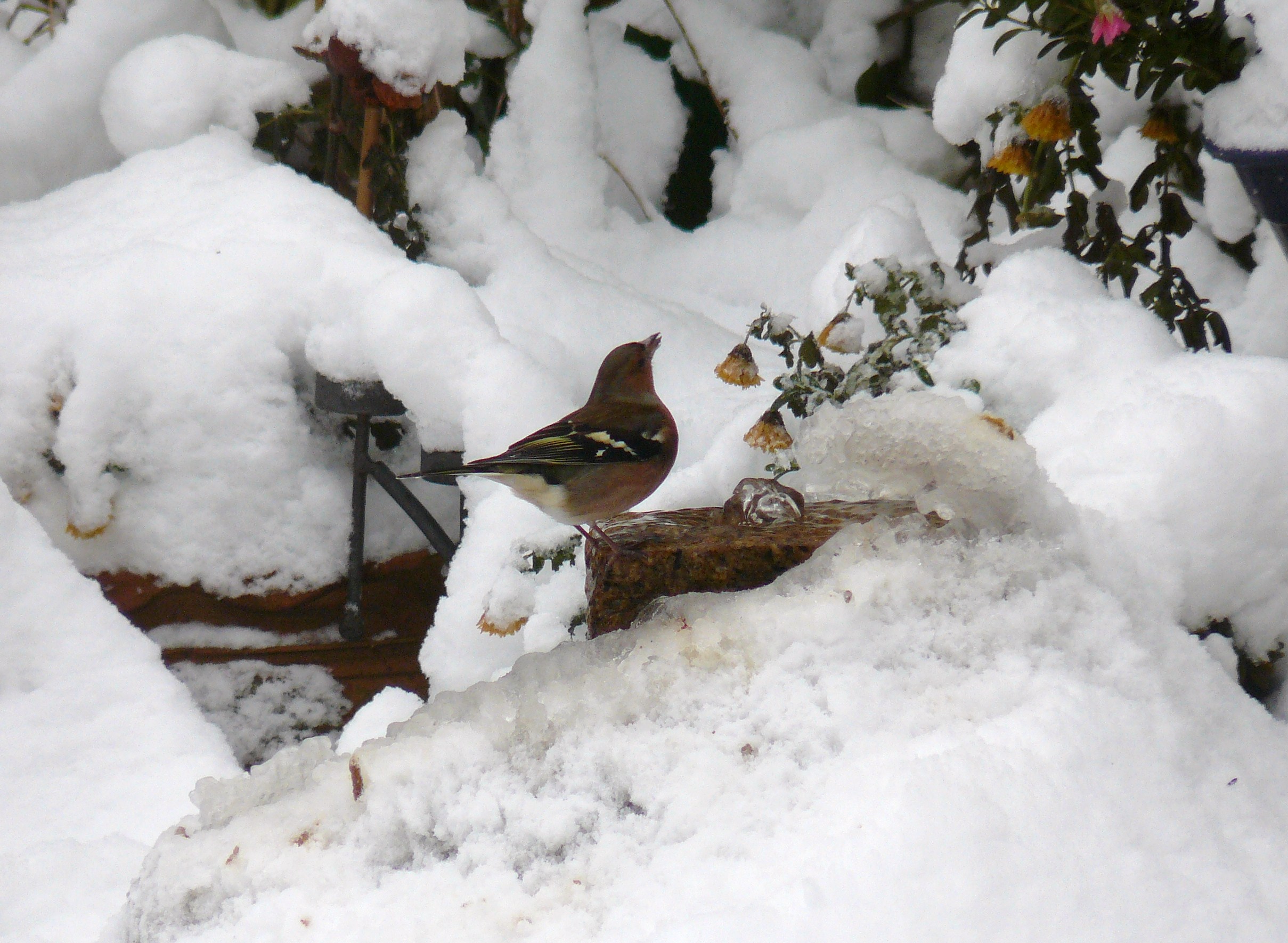 vink in de sneeuw bij waterelement