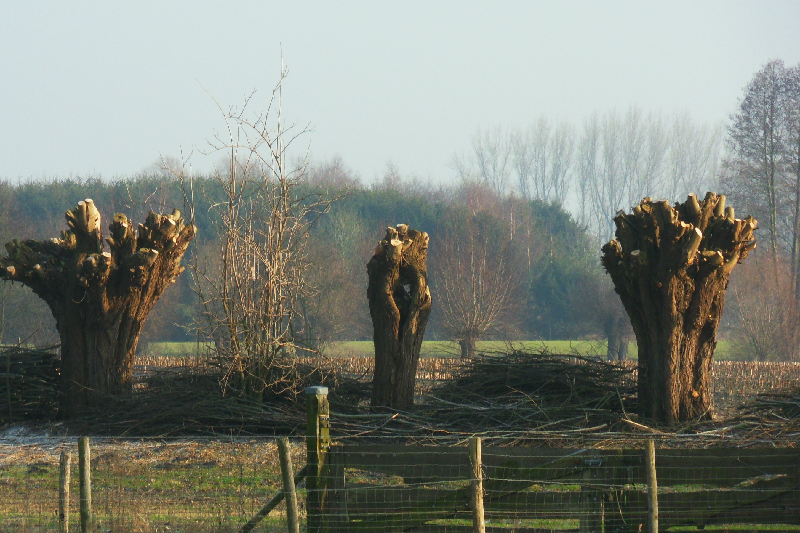 tijd voor de knotwilgen