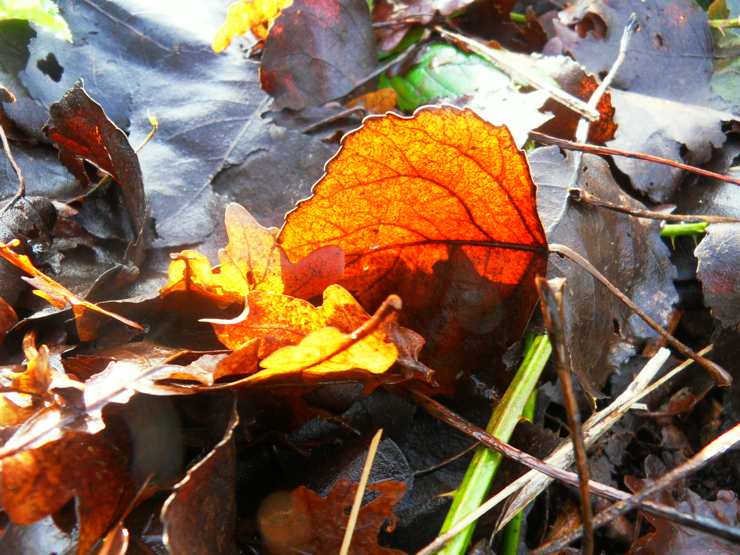 de zon speelt met het blad