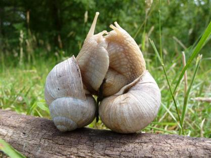 Wijngaardslakvrijage