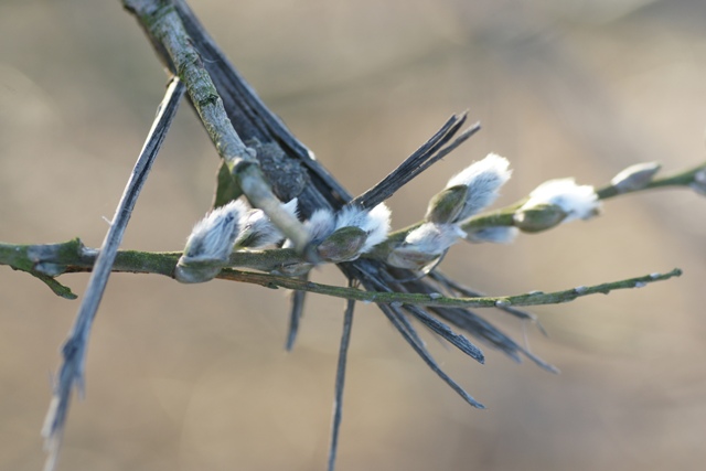 Katjes in ontwikkeling