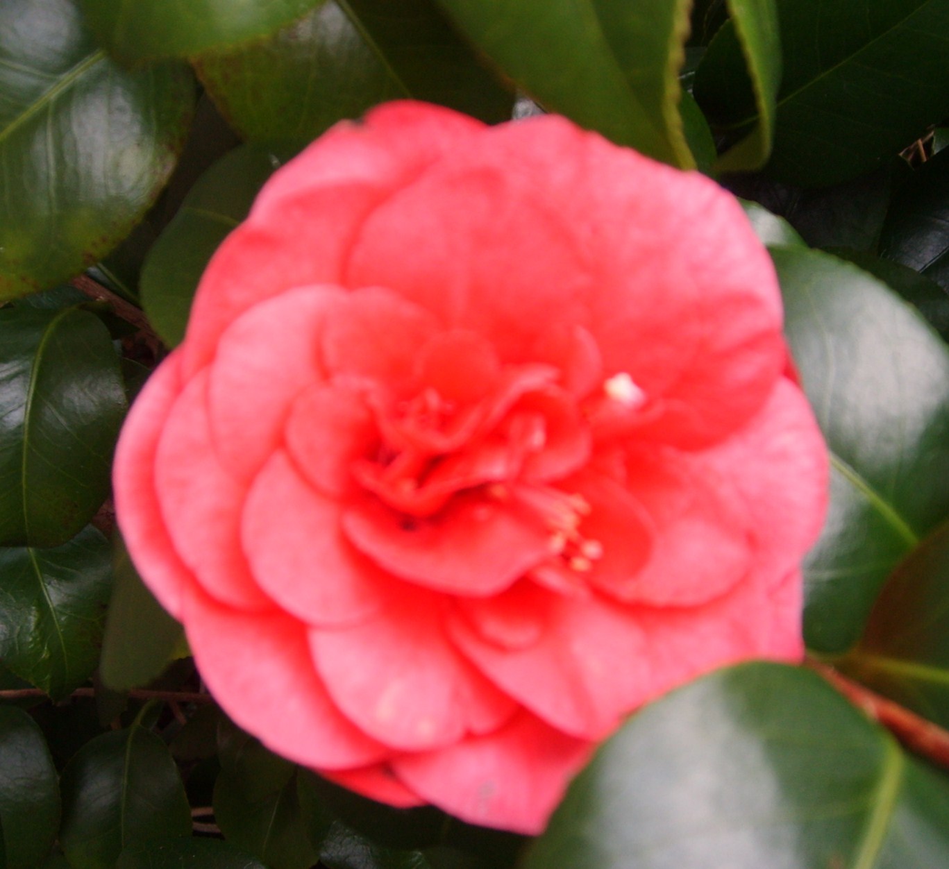 camelia