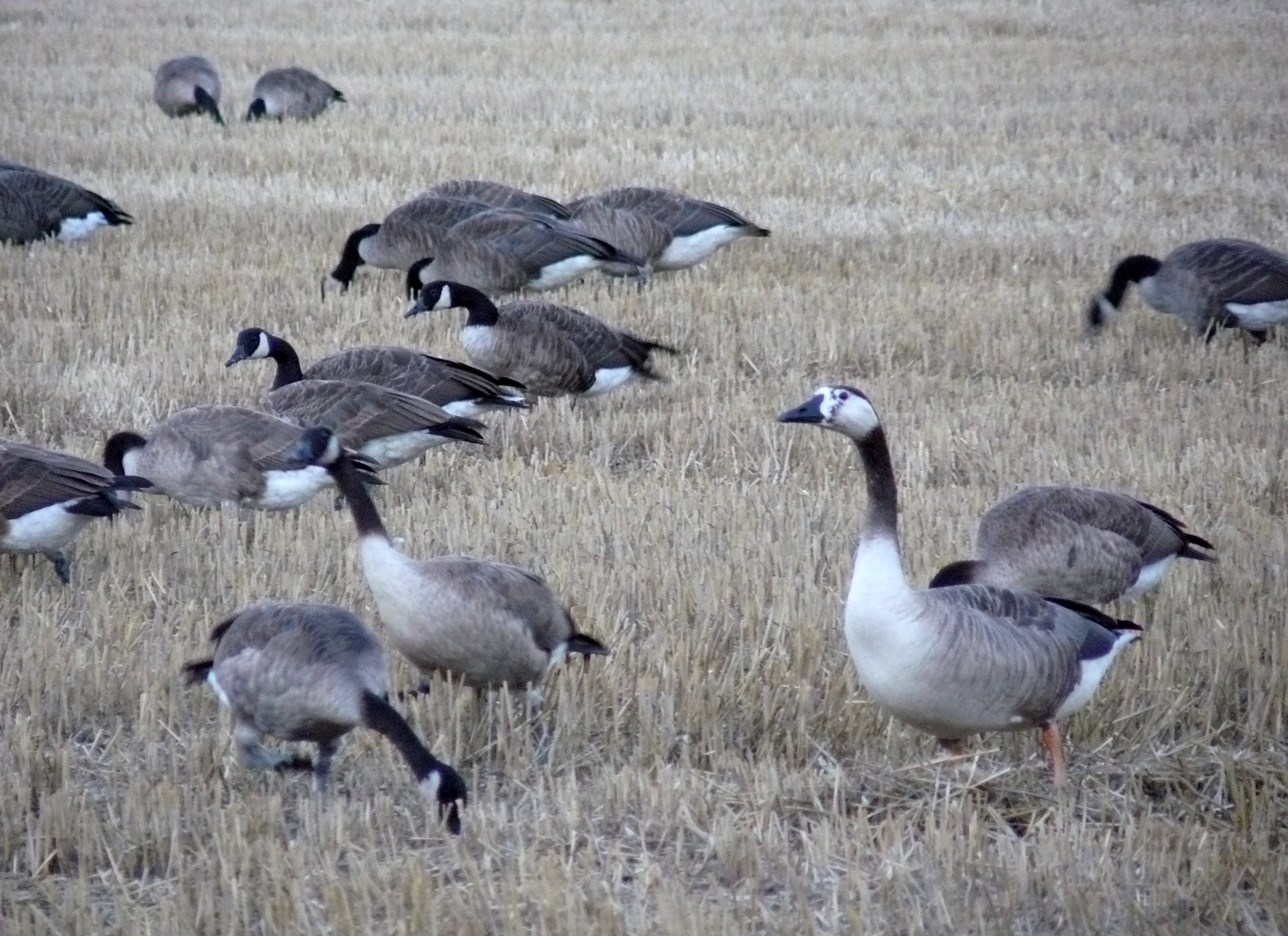 tezamen op zoek naar eten