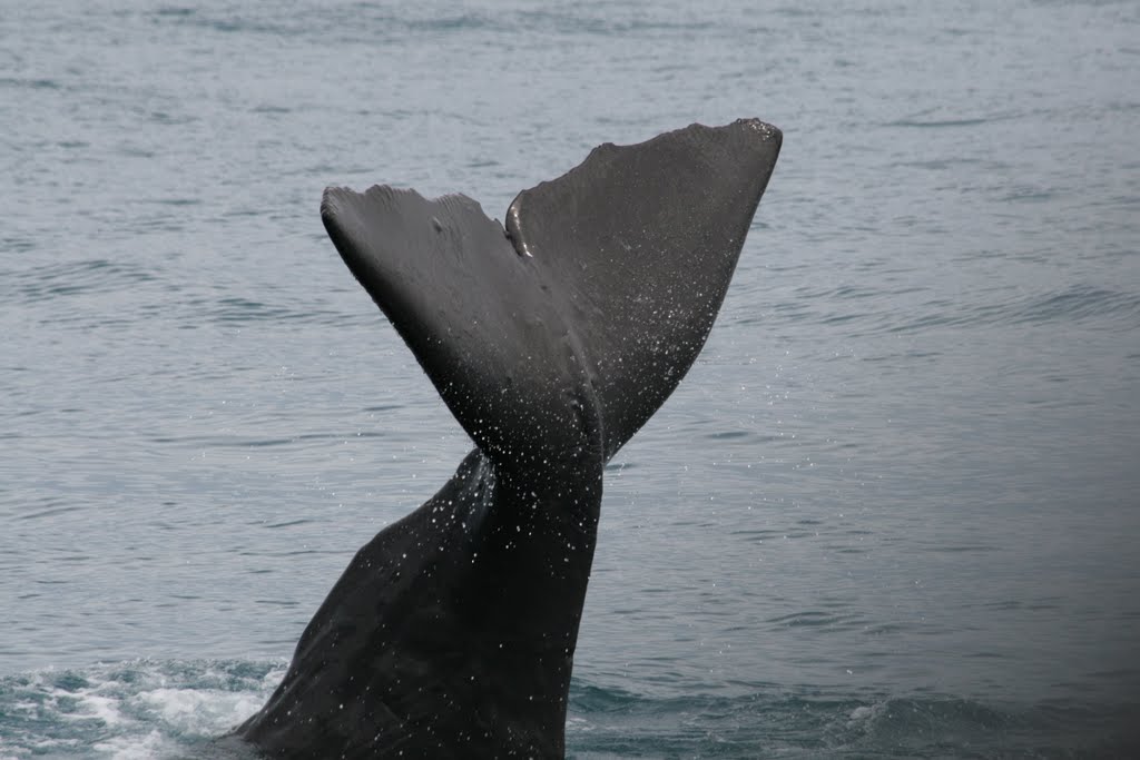 Staart "sperma whale"