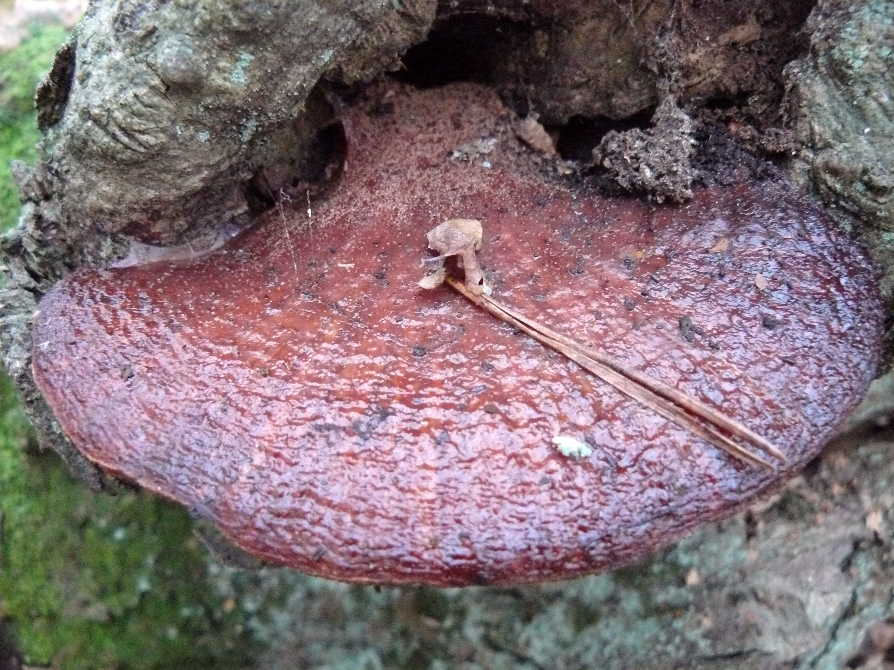 verouderde biefstukzwam
