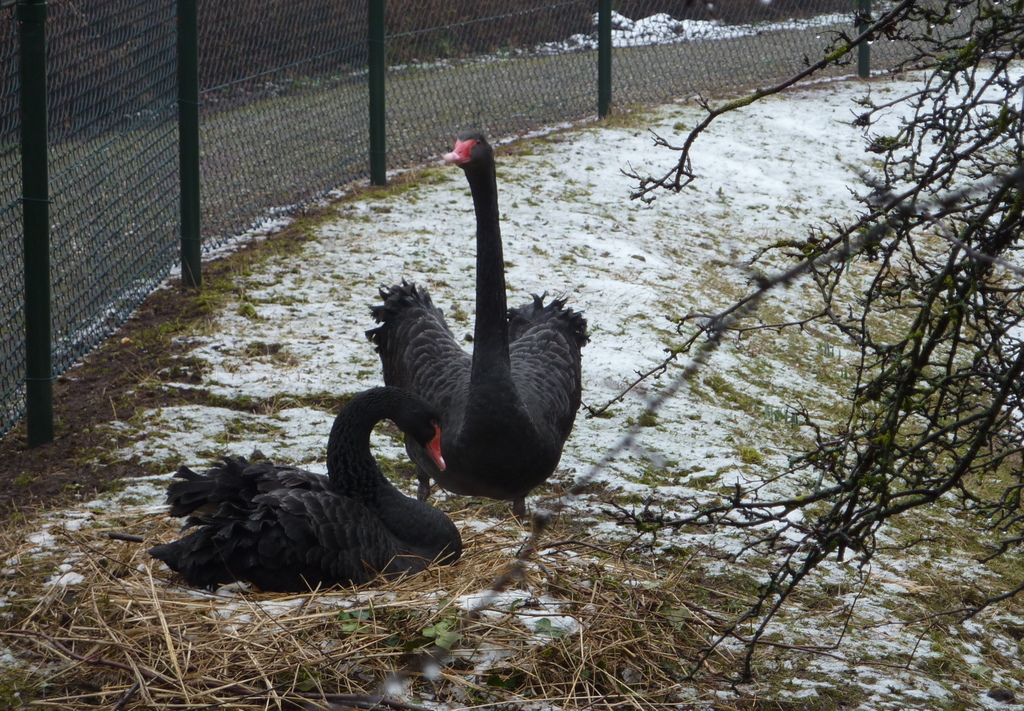 broeden in de sneeuw