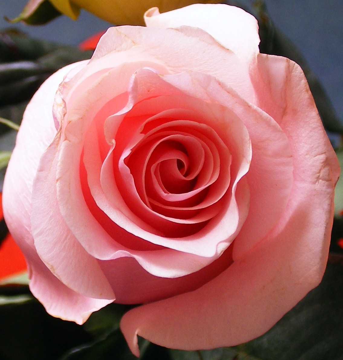 mooi roze is niet lelijk