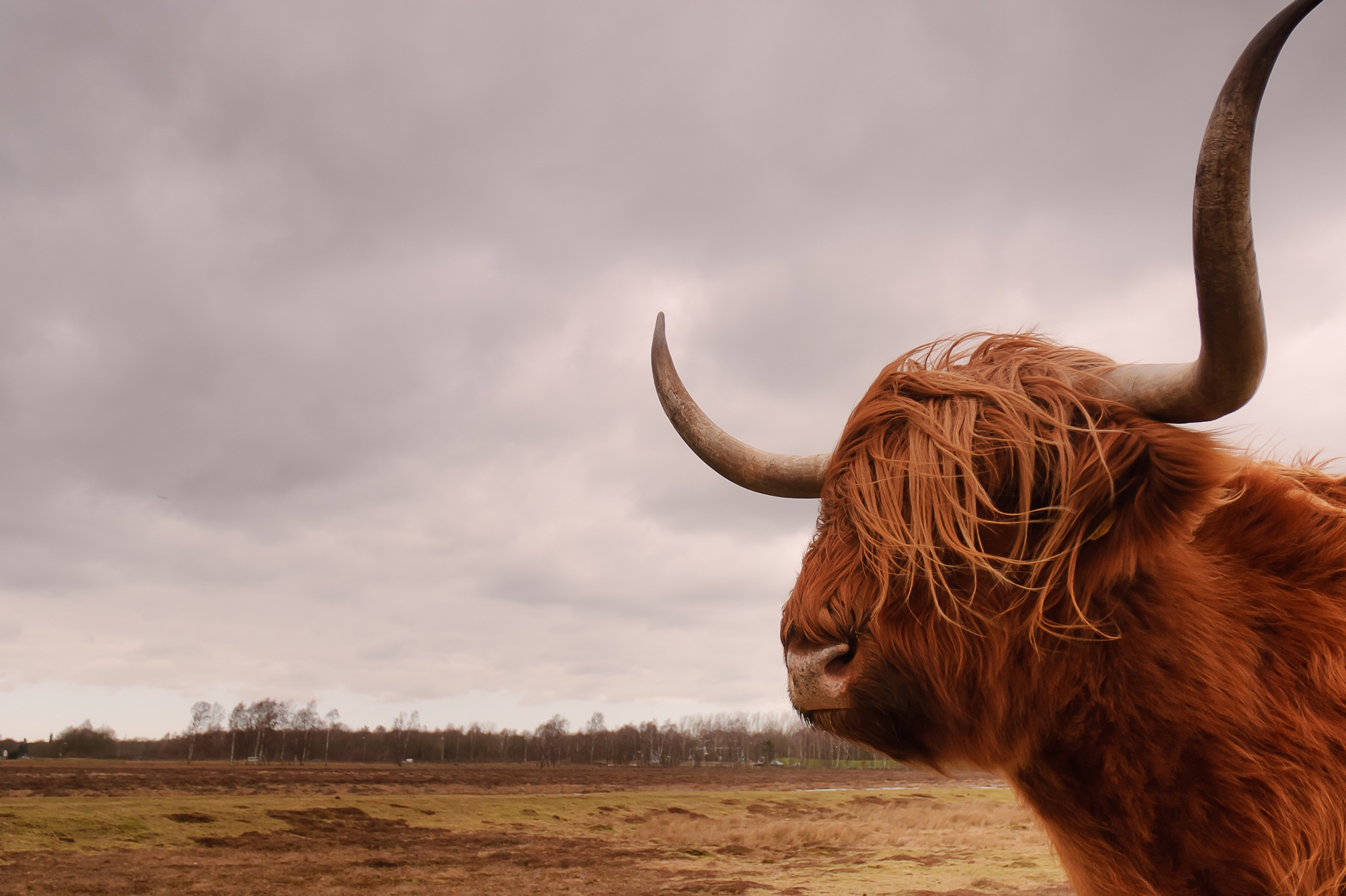 hooglander in laagland