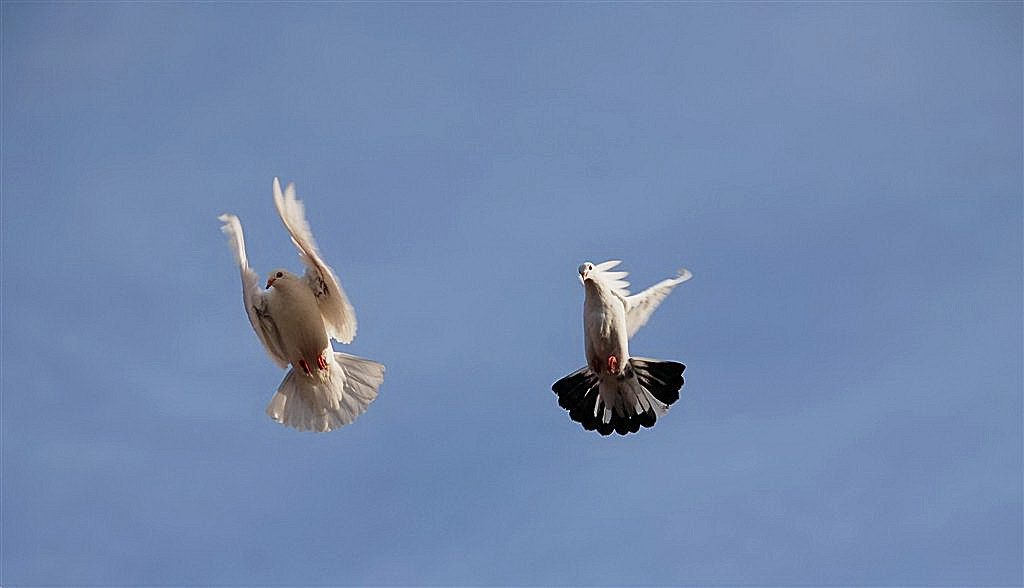 Gracieuze vleugelbewegingen.