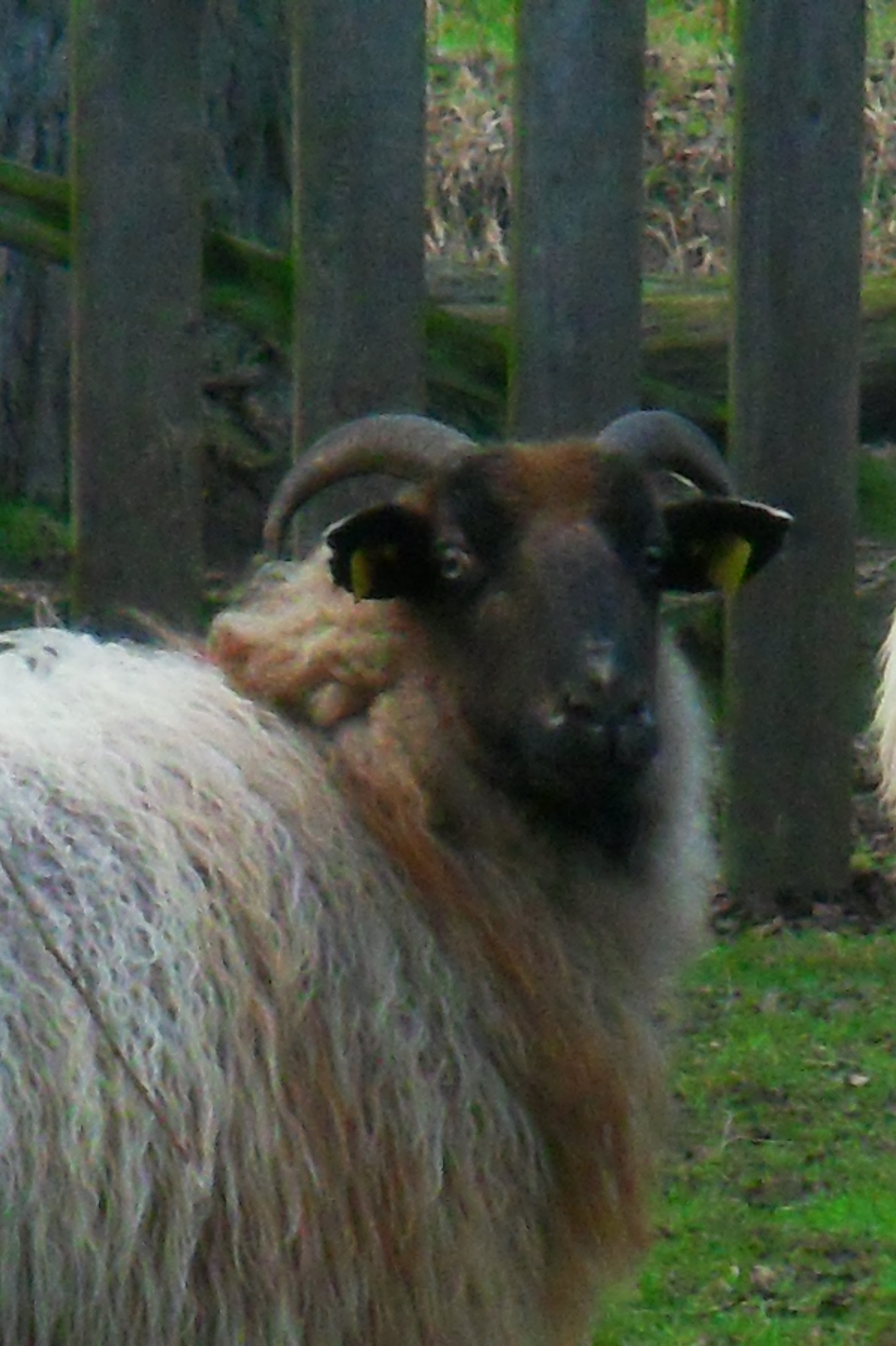 schaap