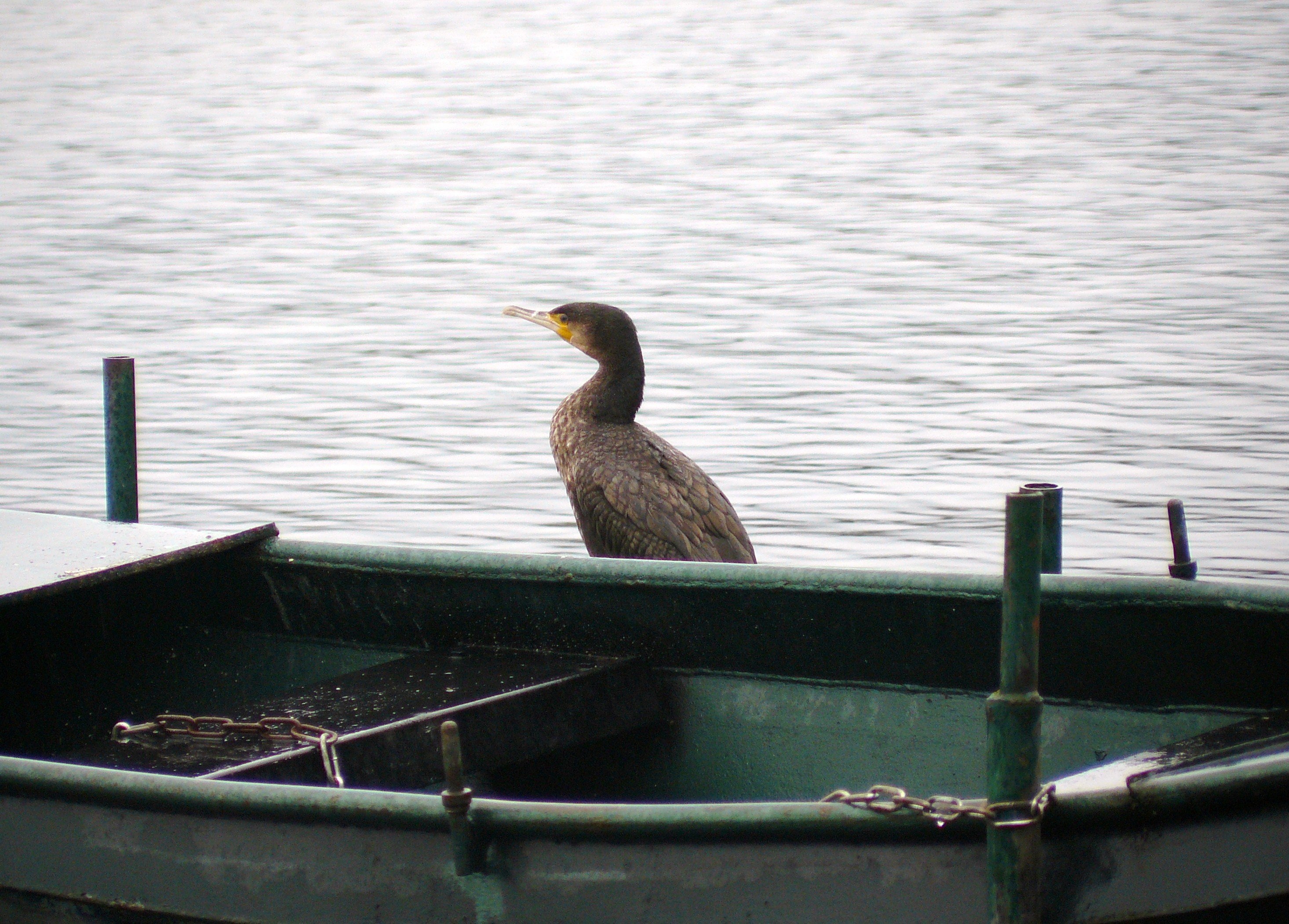 aalscholver bij boot