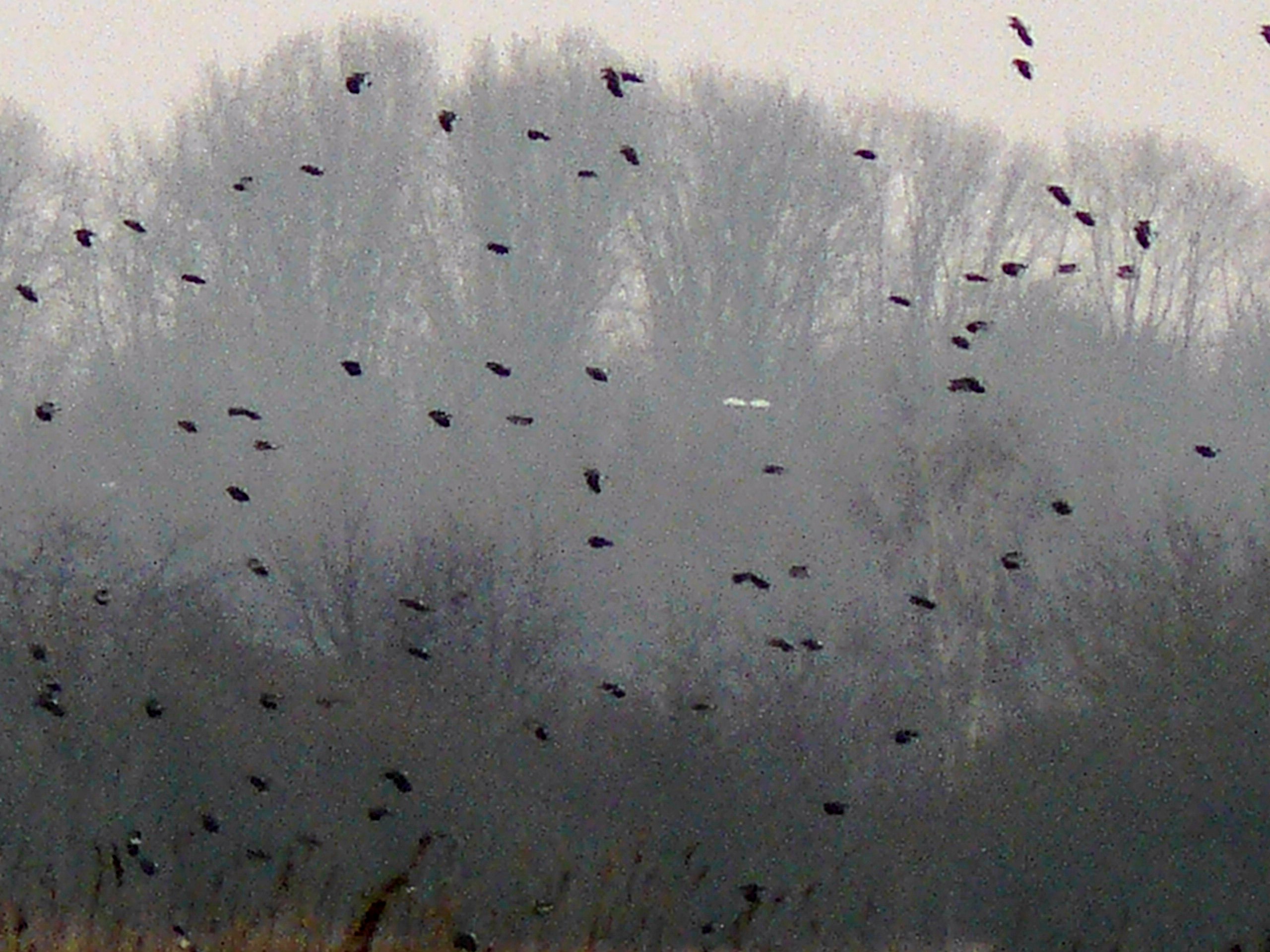 opvliegende kievitten