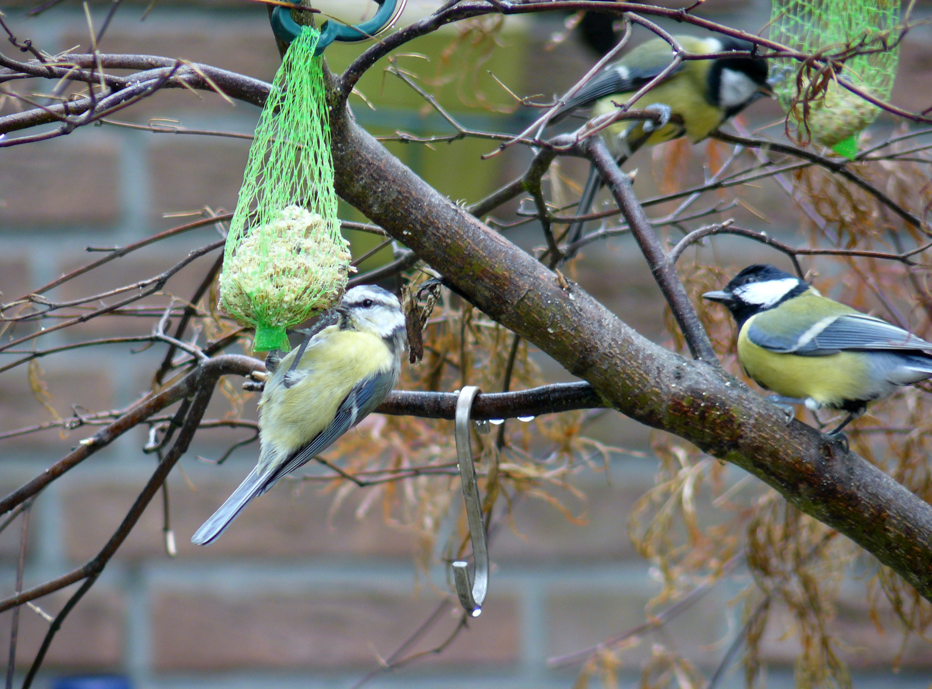 koolmees en pimpelmees