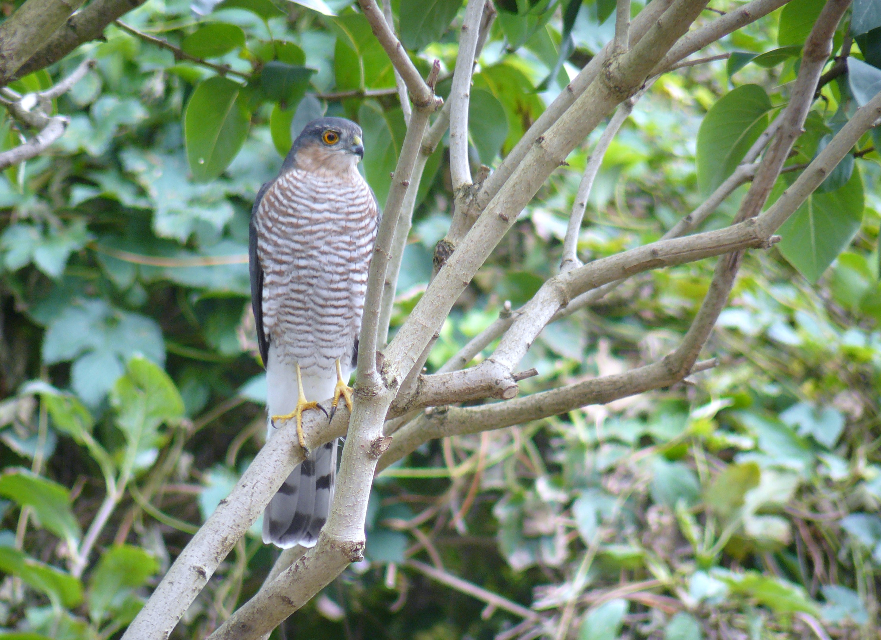 sperwer in achtertuin