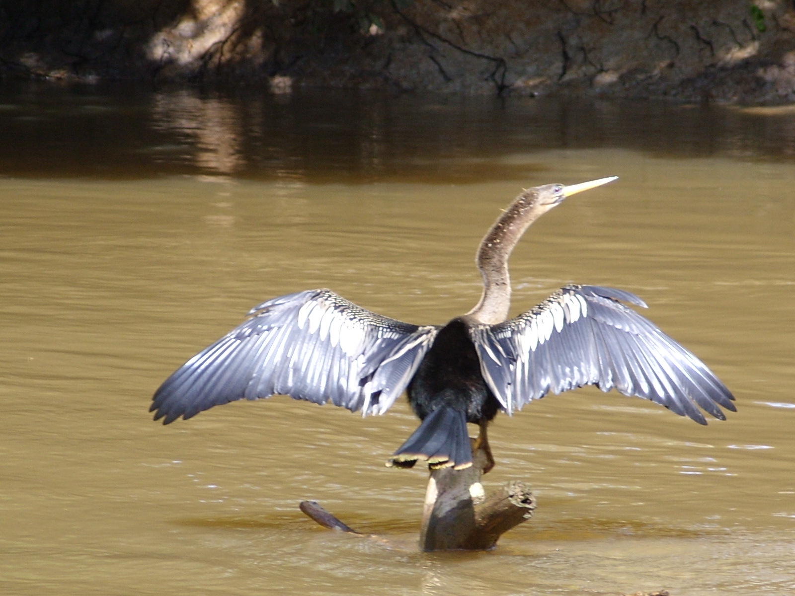 aalscholver in Costa Rica