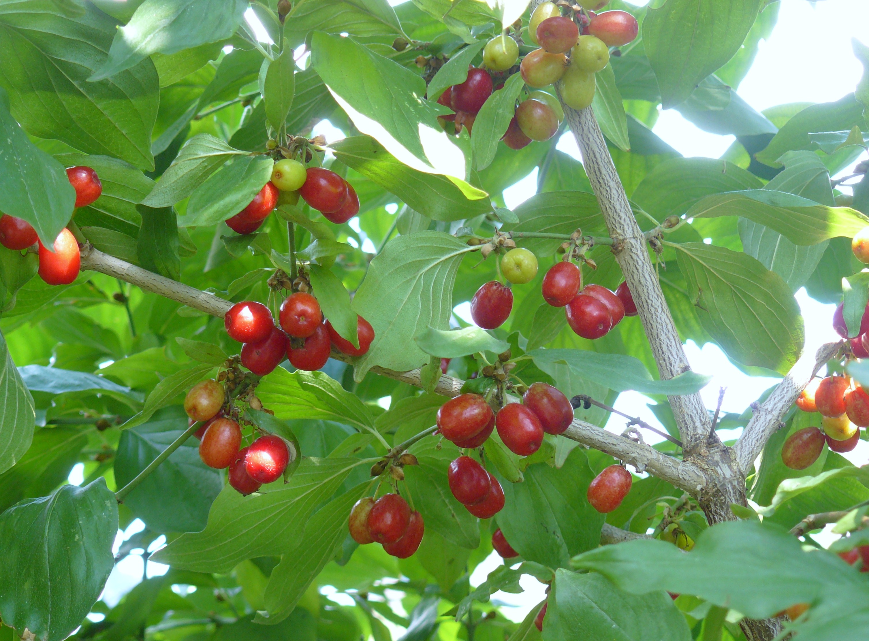 eten voor de vogels???