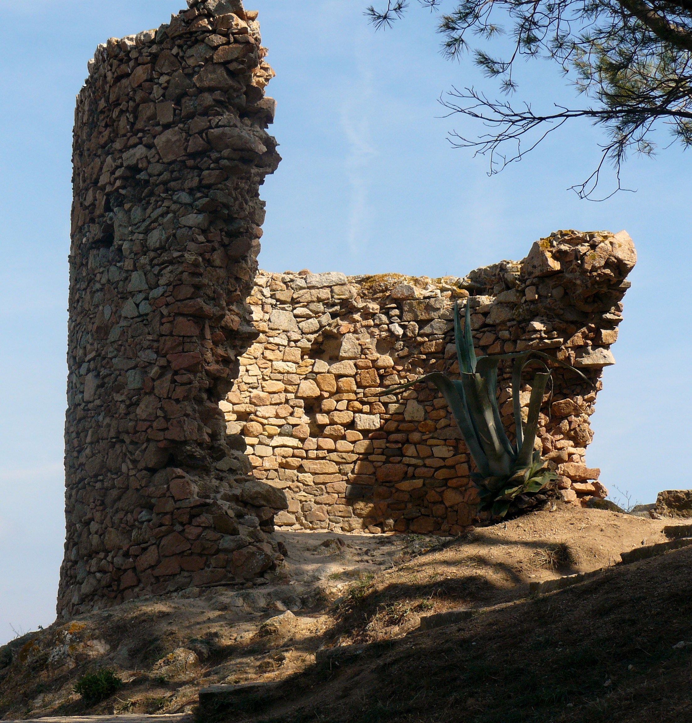 agave veilig achter ruine