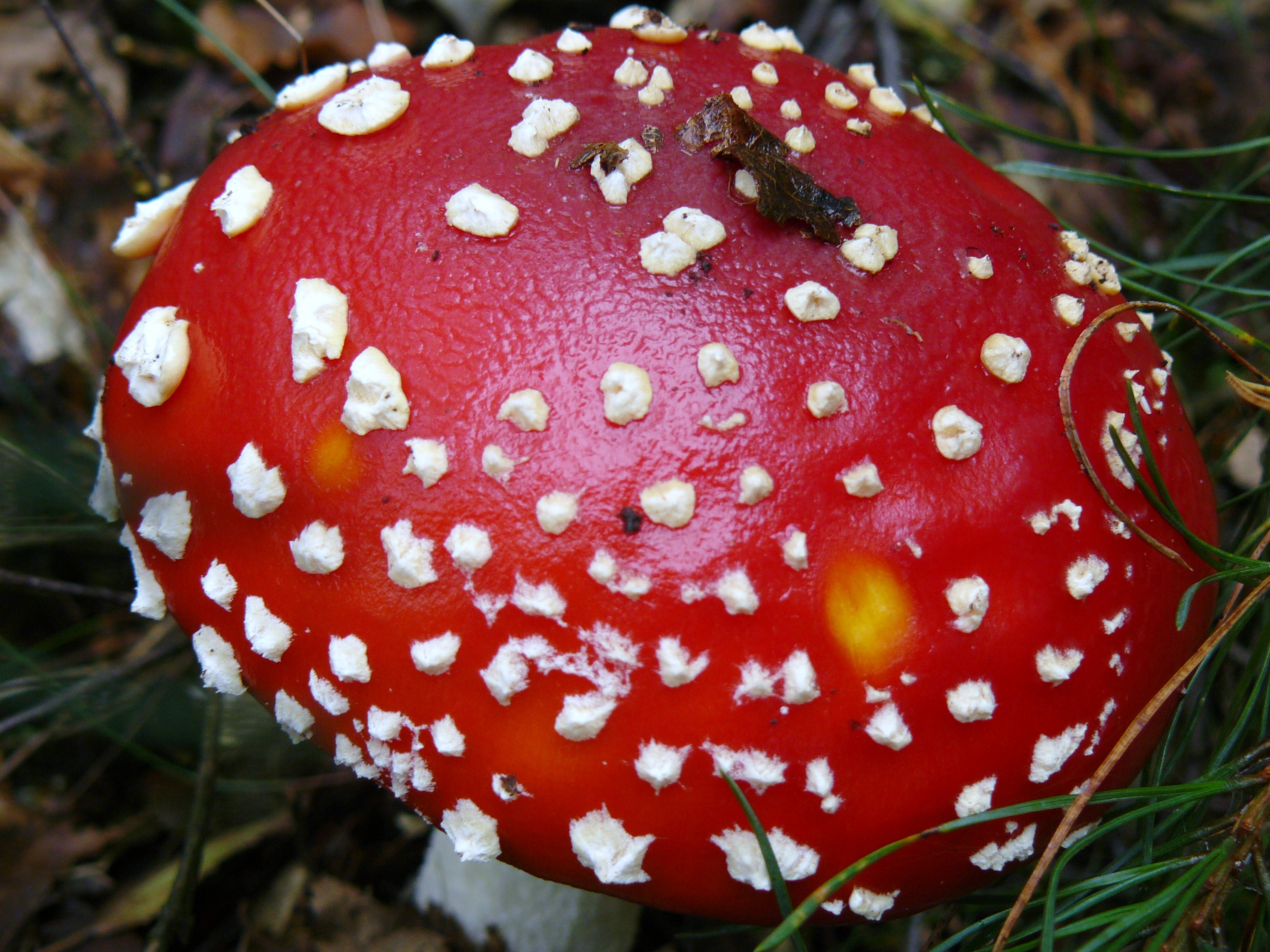 bolletje vliegenzwam