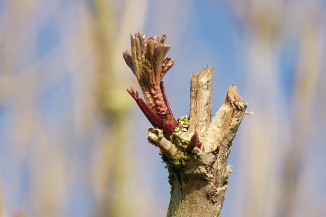 Dit lijkt wel op een kleine stronk Rabarber