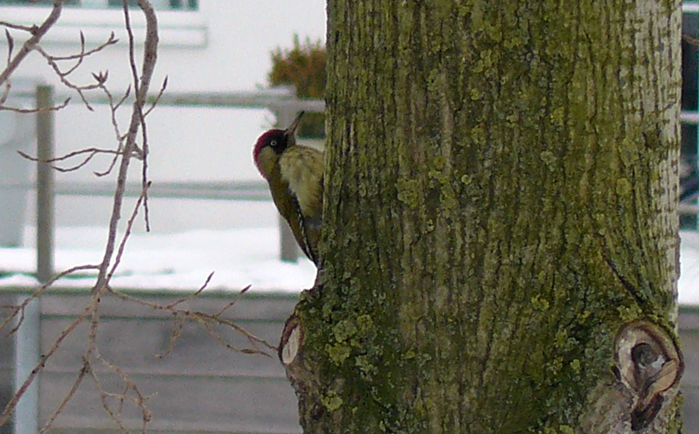 groene specht in boom