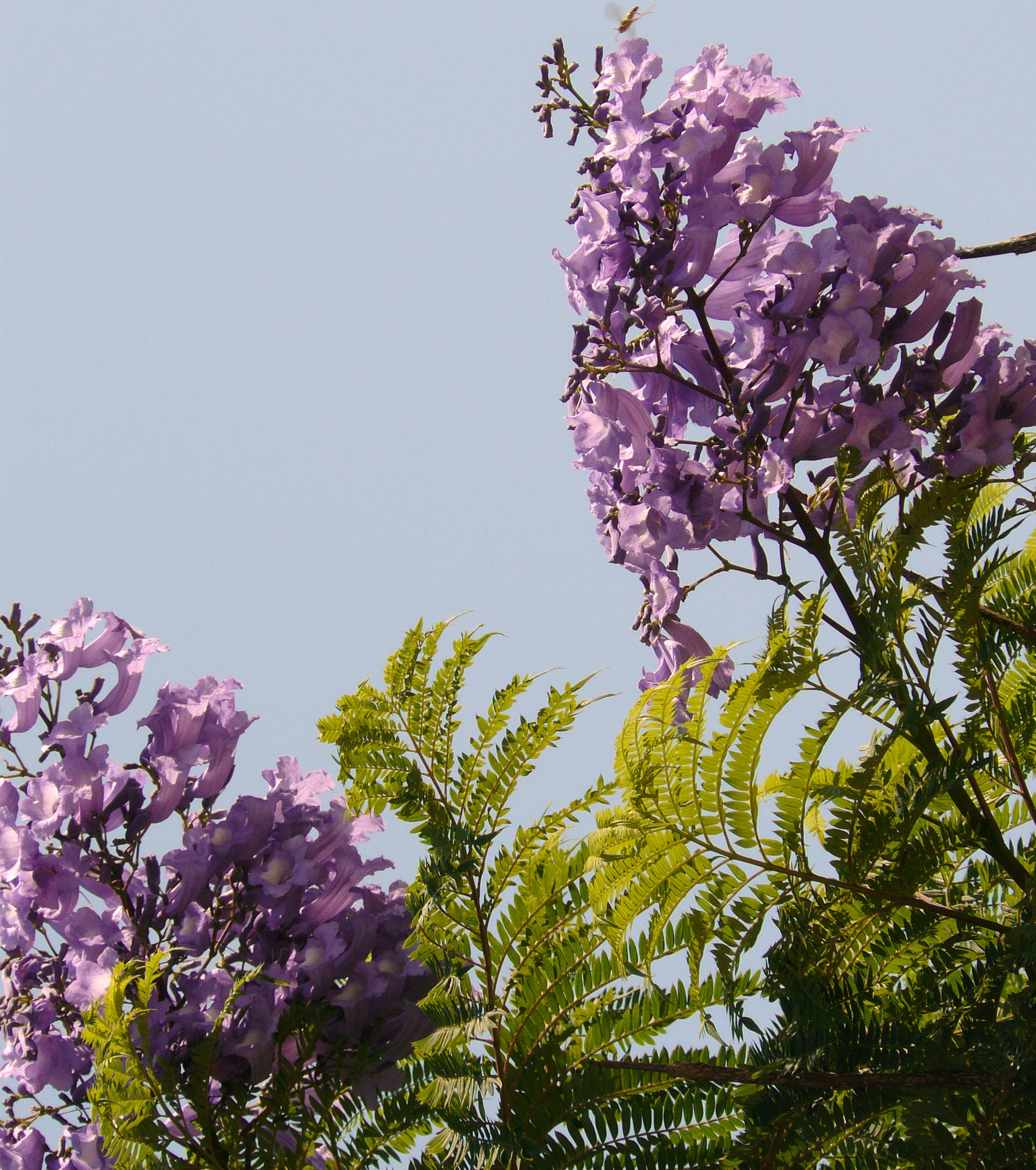 boom met paarse bloesem