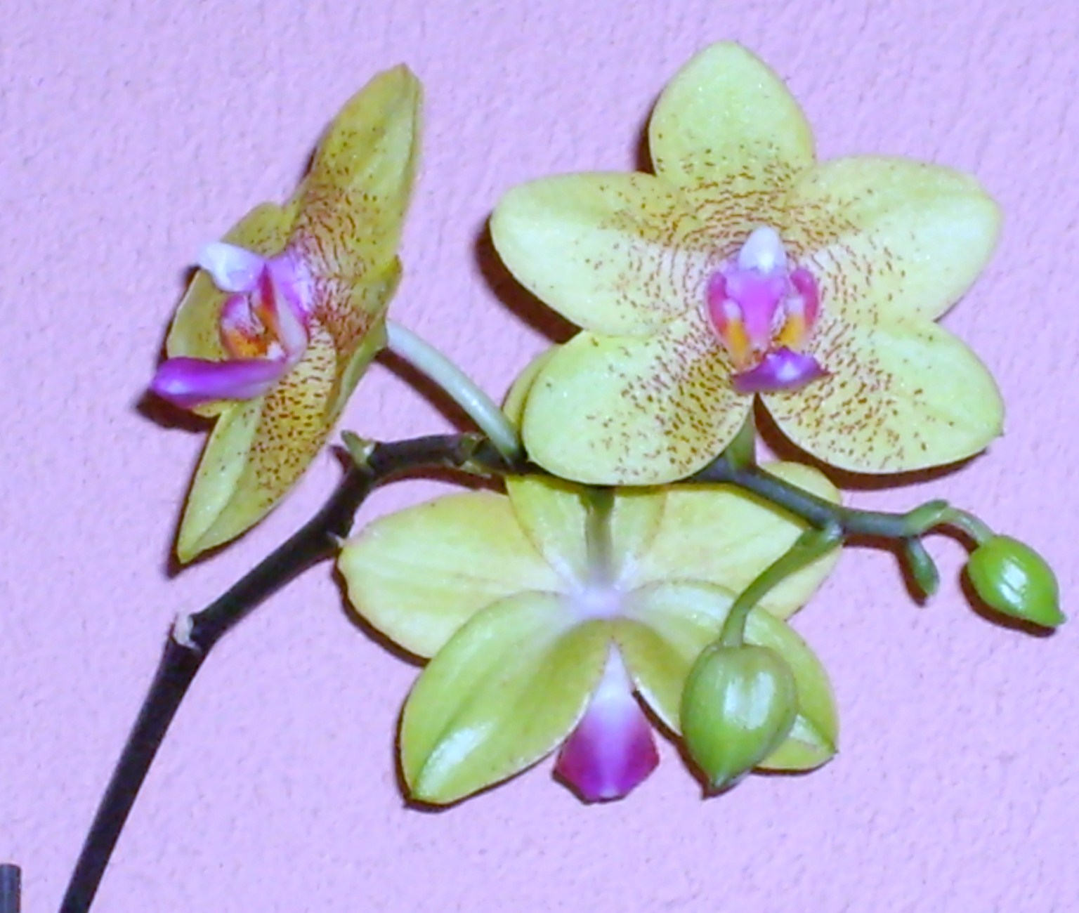 orchidee