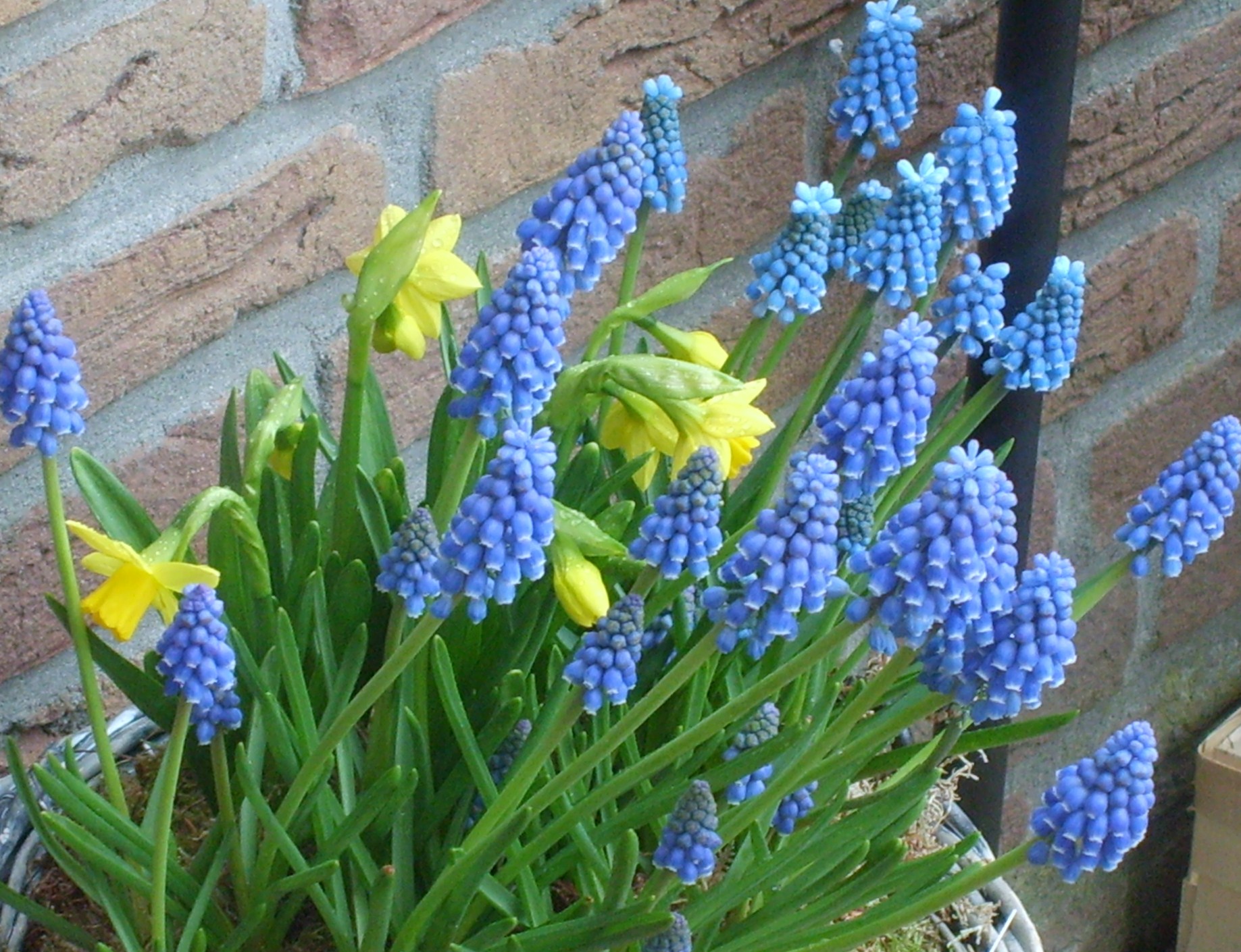 blauwe druifjes en mini narcis