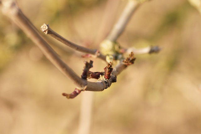 Kijk zo kom ik nu tot leven