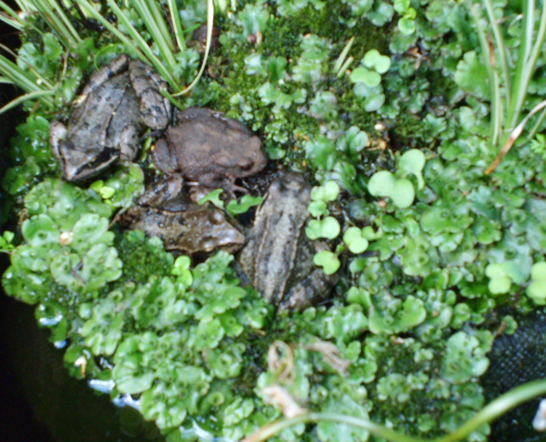 vijverbewoners in drijfmandje