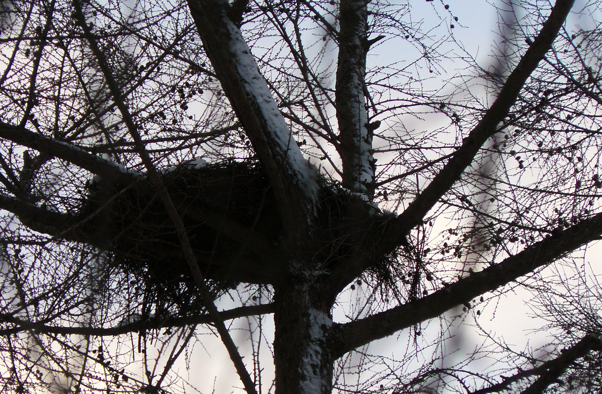 nest