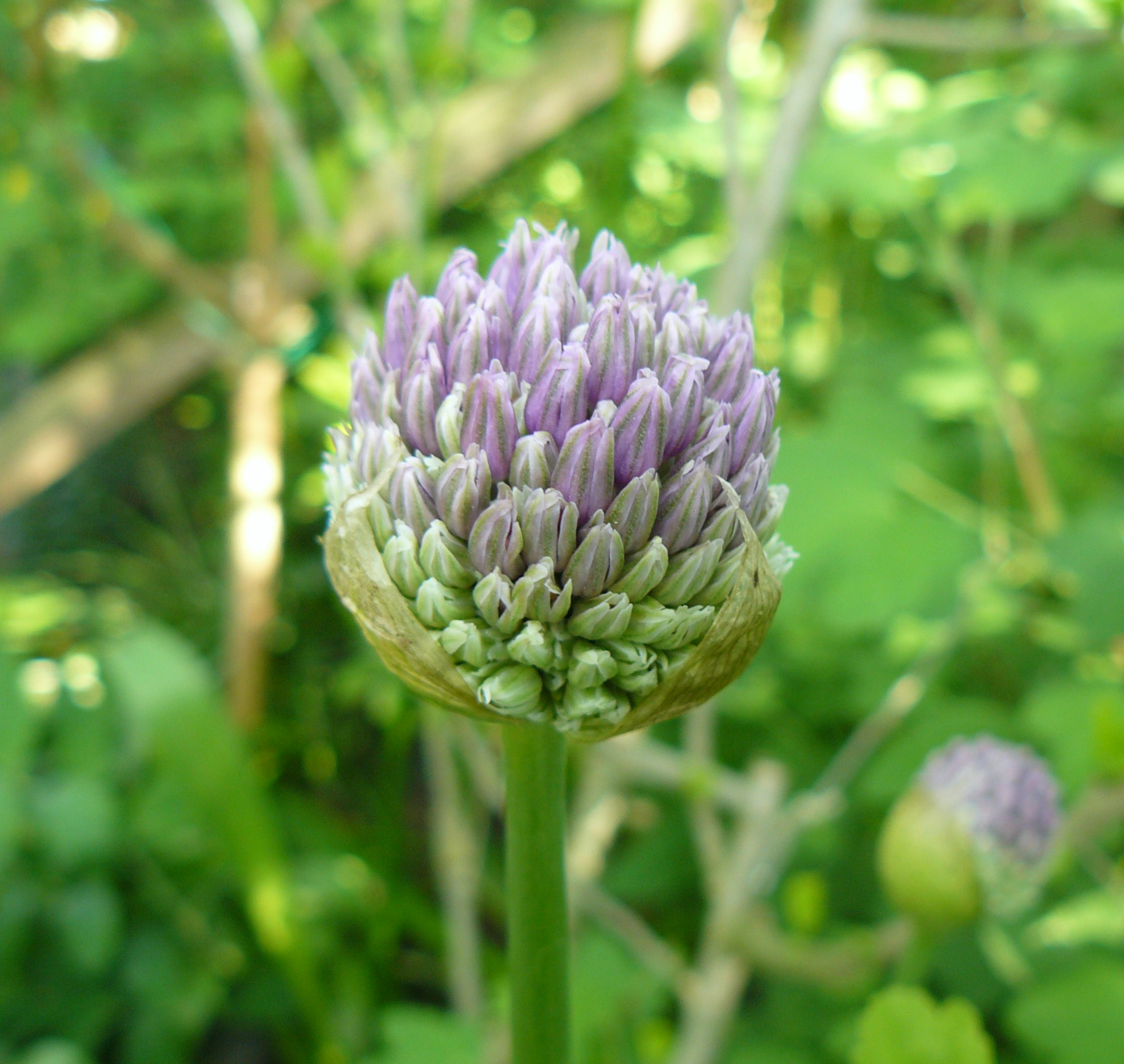 allium