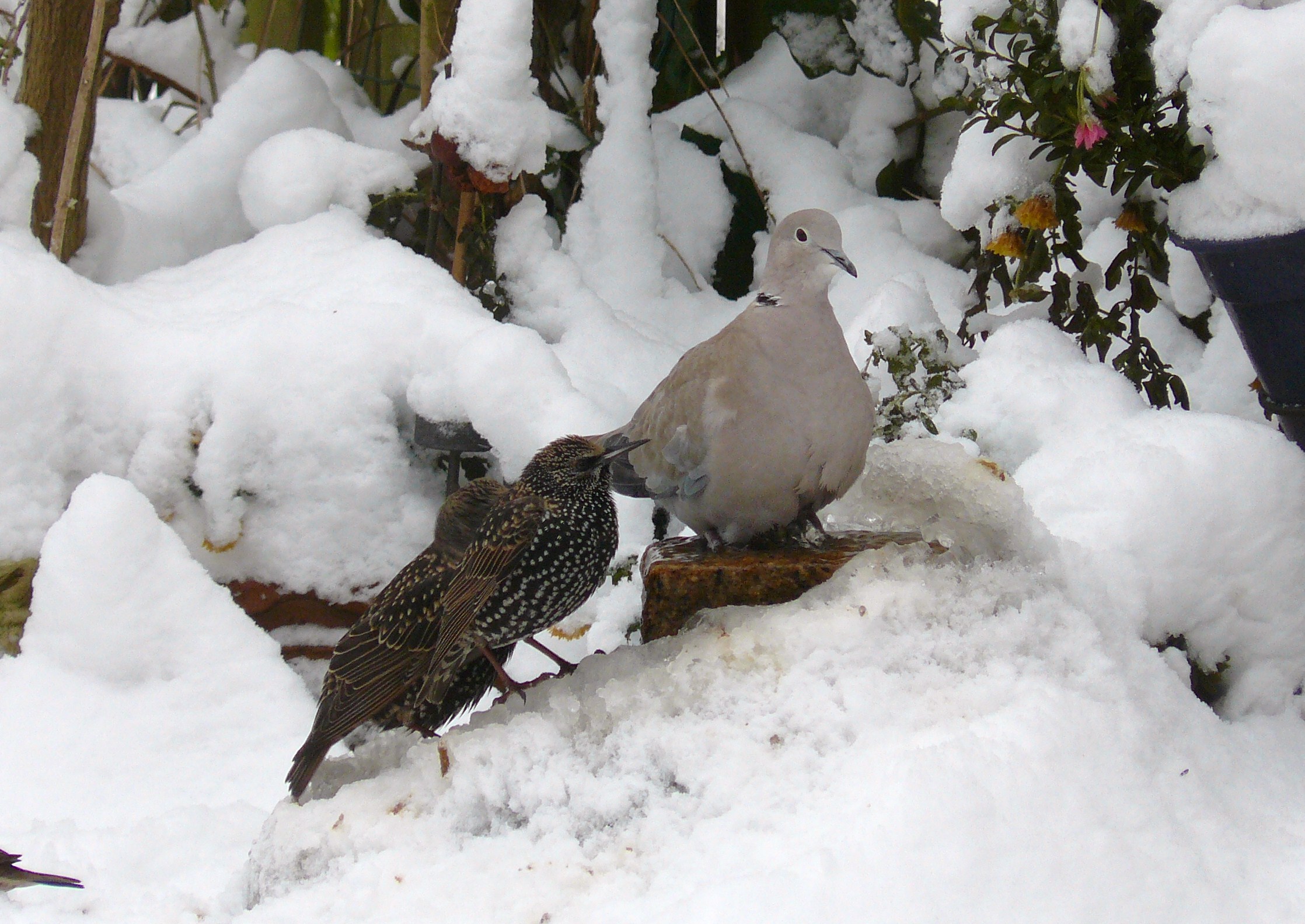 spreeuwen en turkse tortel in de sneeuw