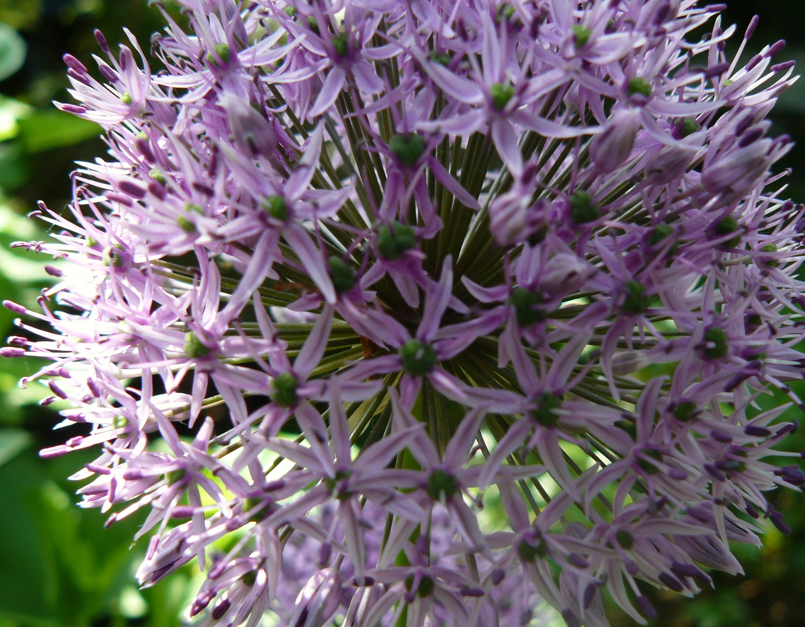 allium