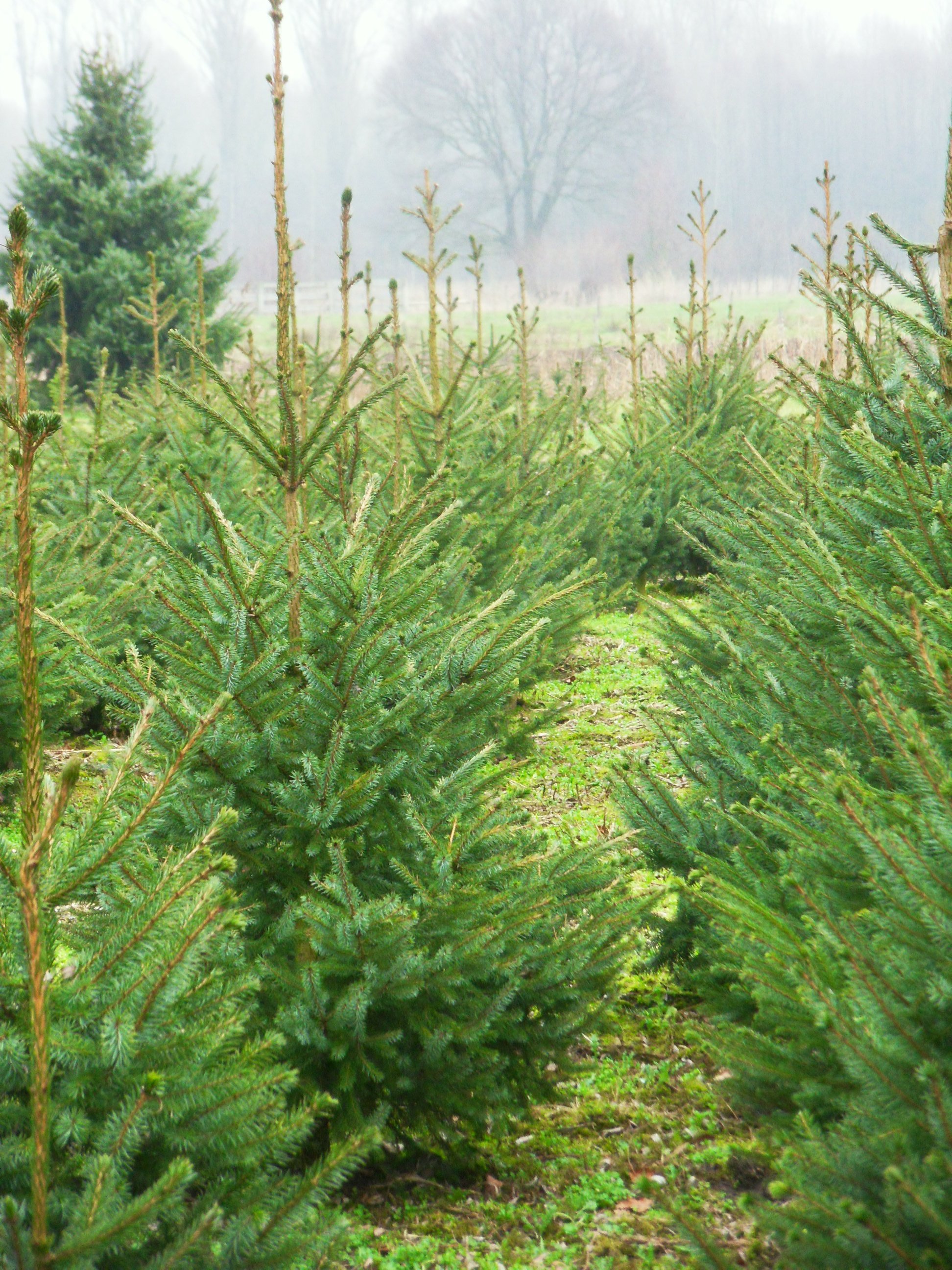 kerstbomen aangeplant
