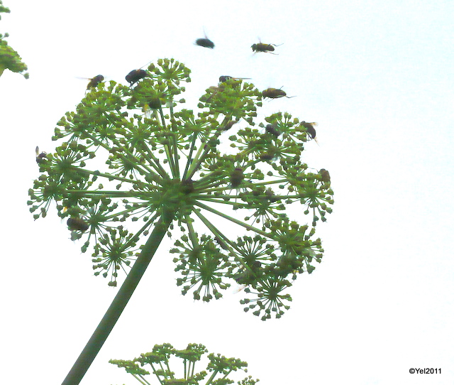 Attractieve Engelwortel